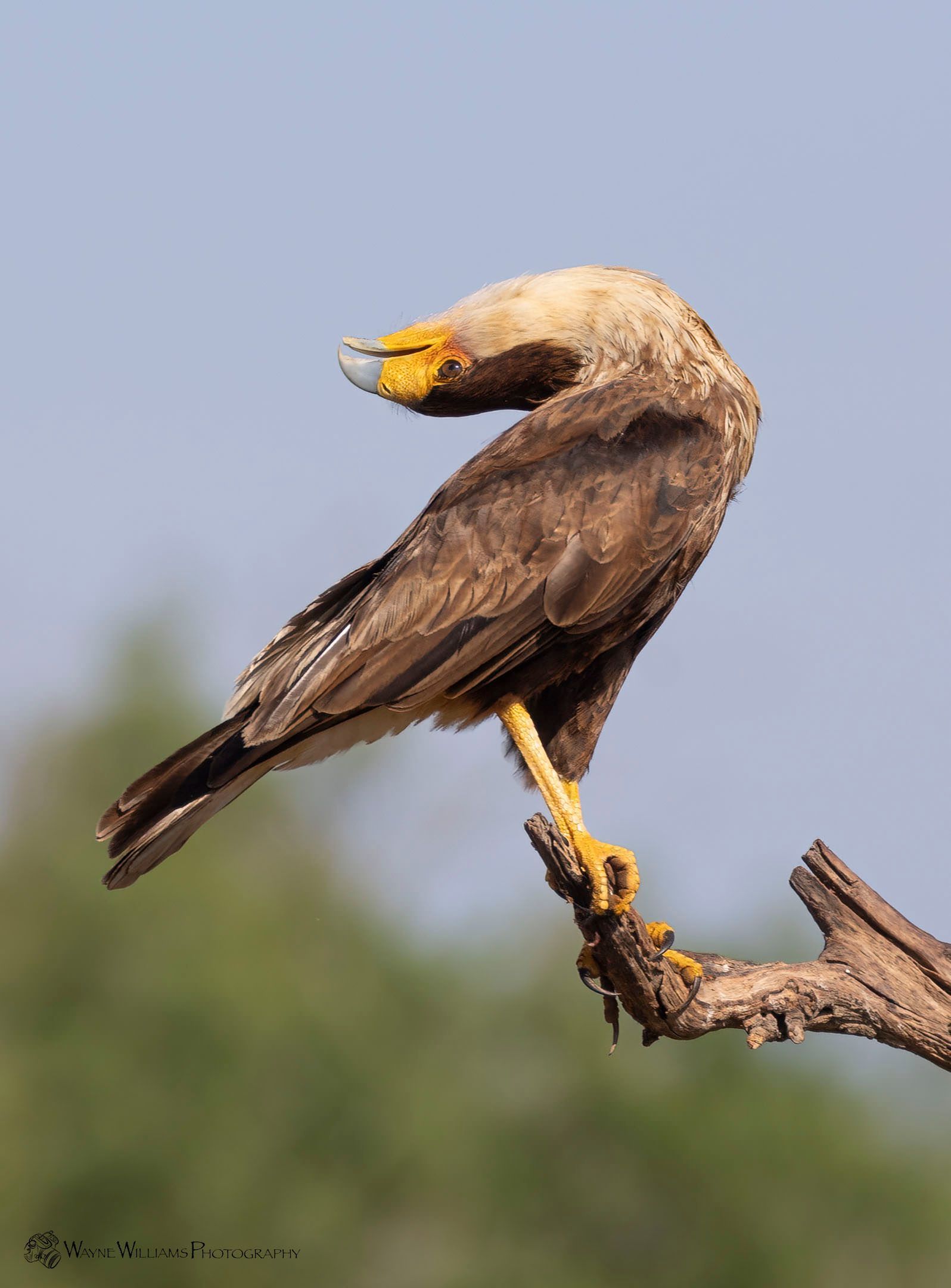 A bird with a yellow beak is perched on a tree branch.