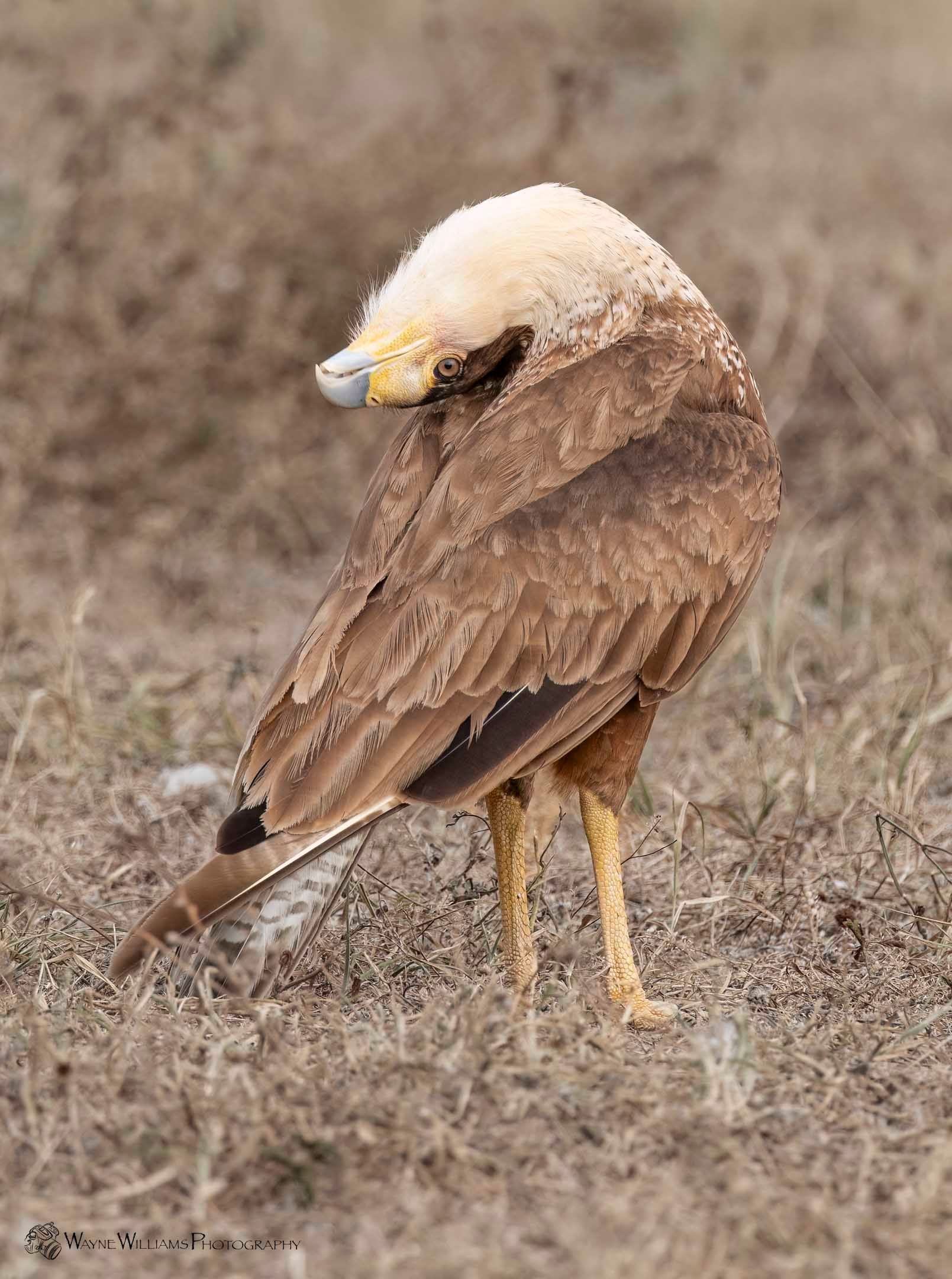 A bird with a white head is standing in the grass.