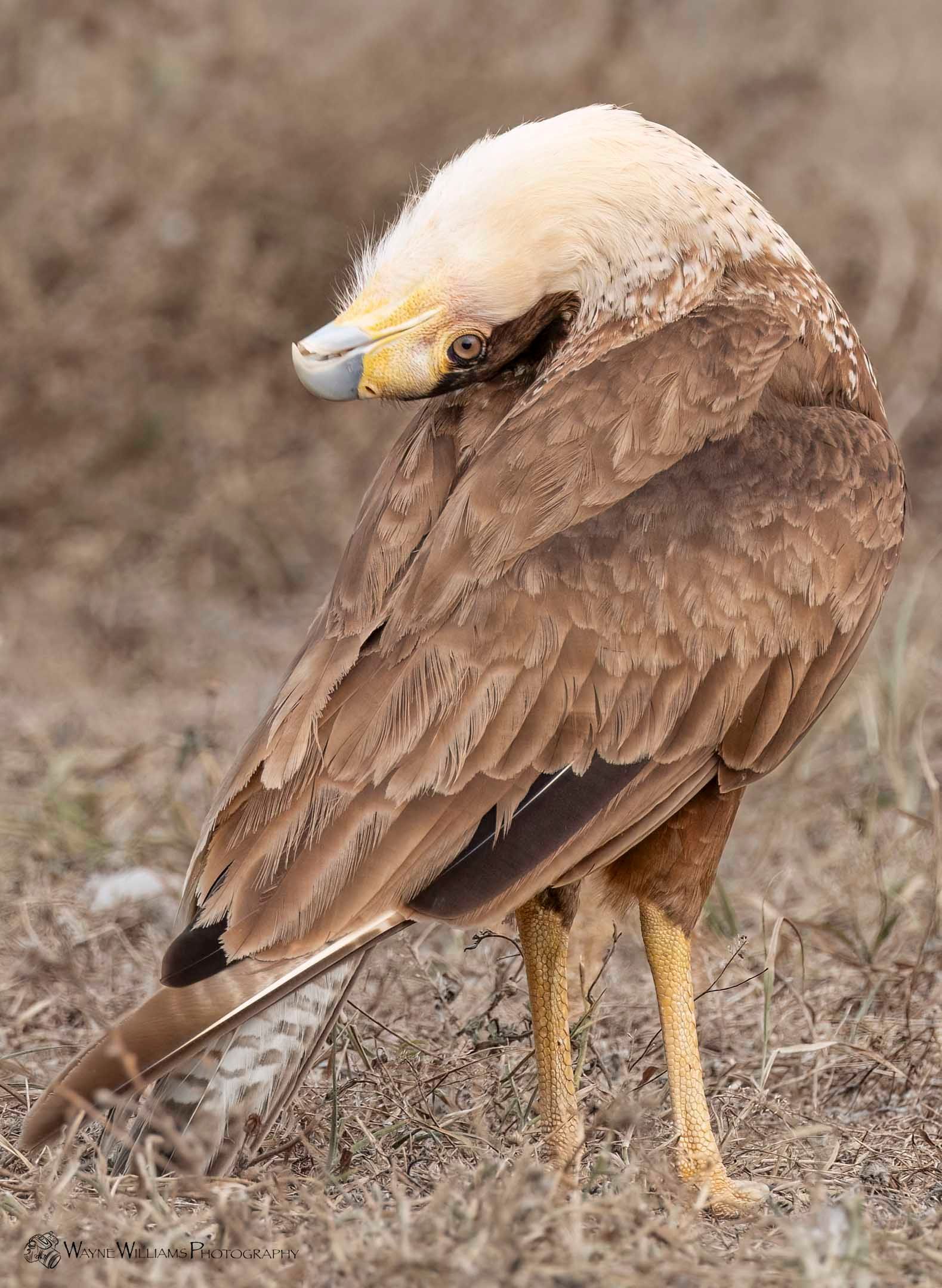 A bird with a yellow beak is standing in the grass.