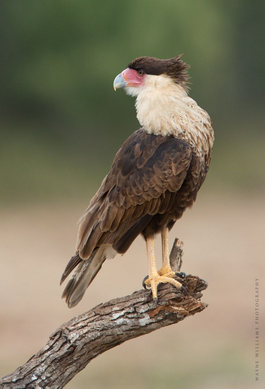 A bird is perched on a tree branch.