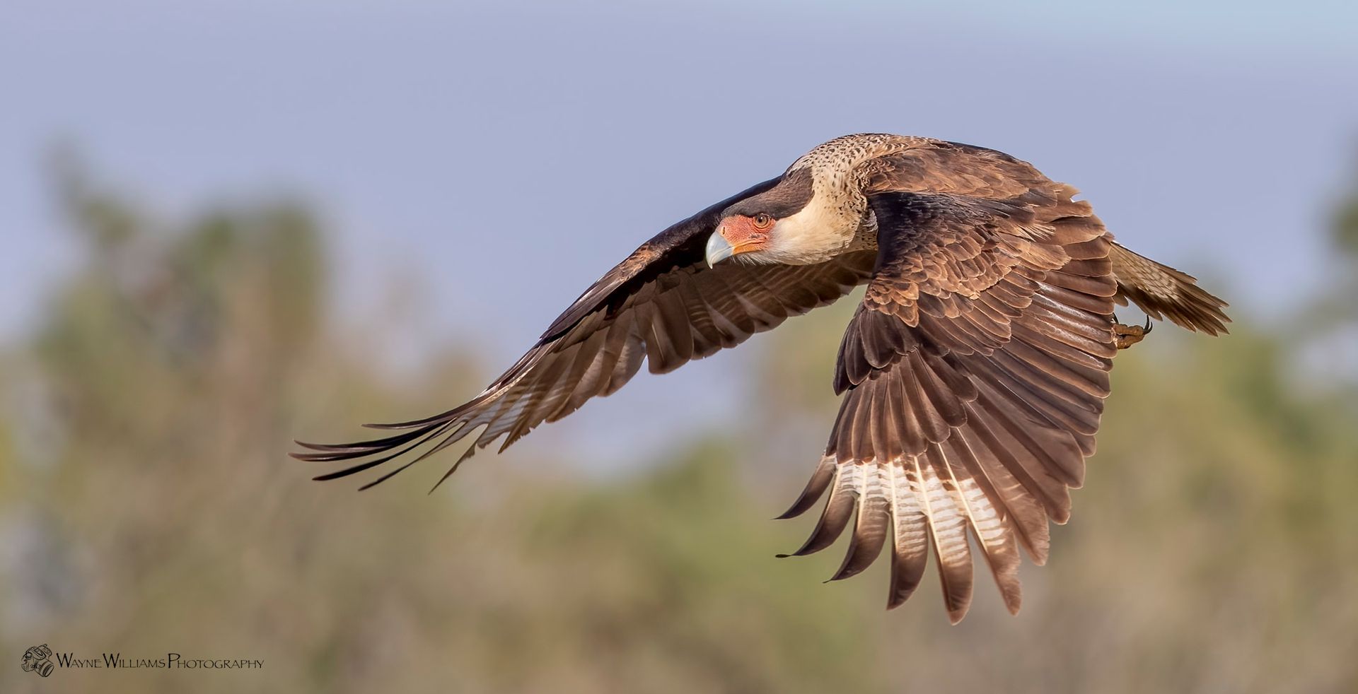 A bird is flying in the sky with its wings spread.