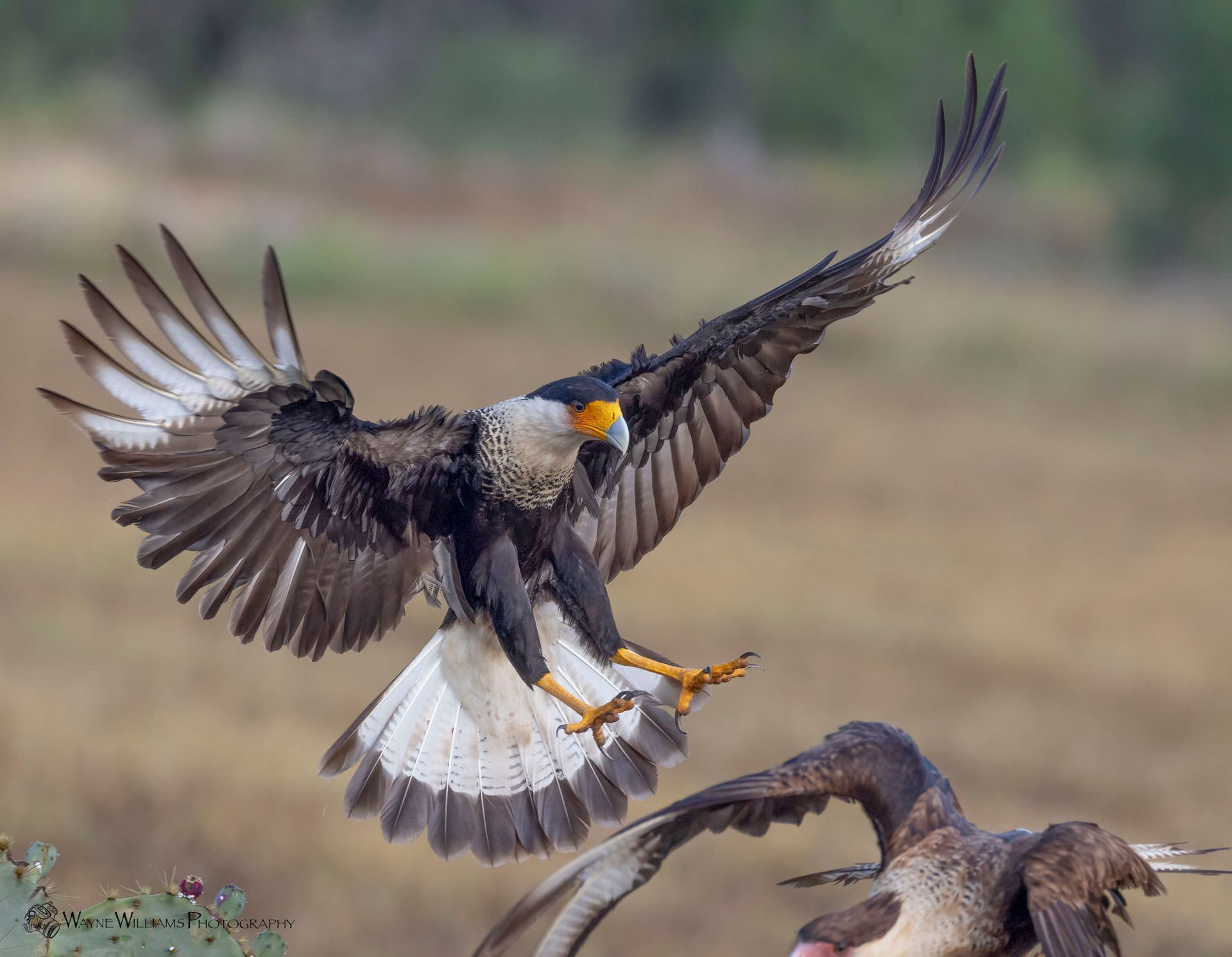 A bird is flying over another bird in a field.