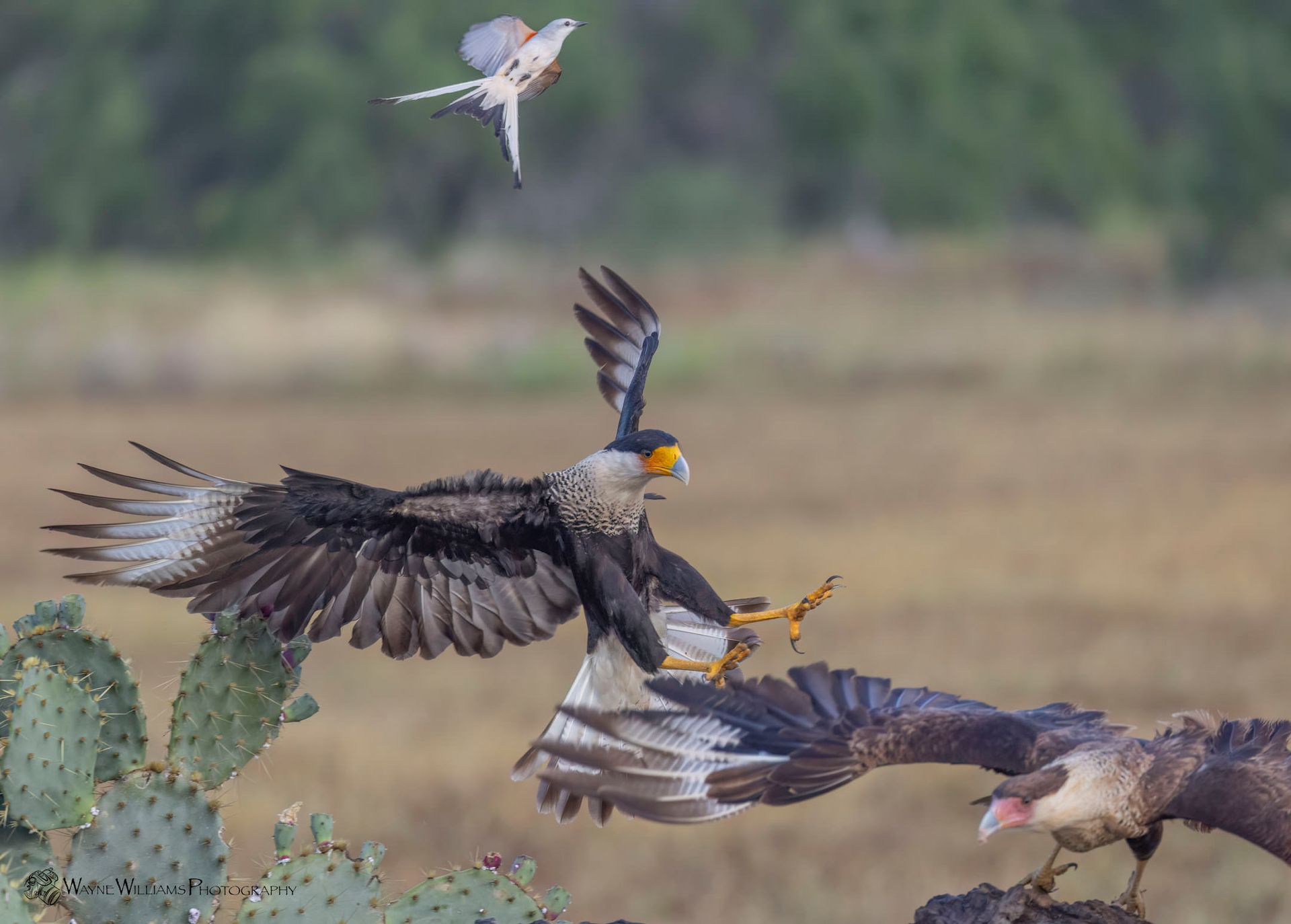 Two birds are fighting over a cactus in a field.