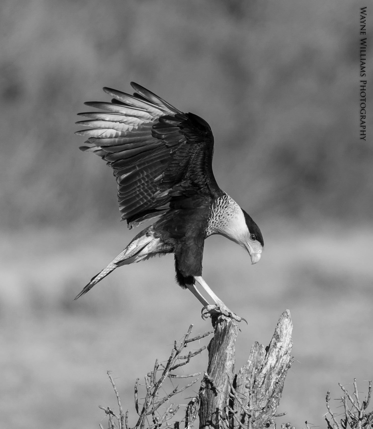 A black and white photo of a bird perched on a tree branch