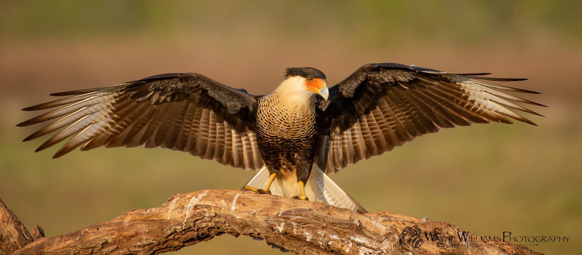 A bird is perched on a branch with its wings spread.