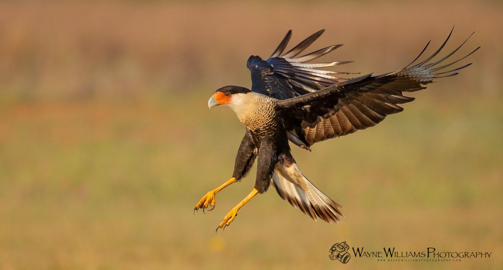 A bird is flying over a field with its wings spread.