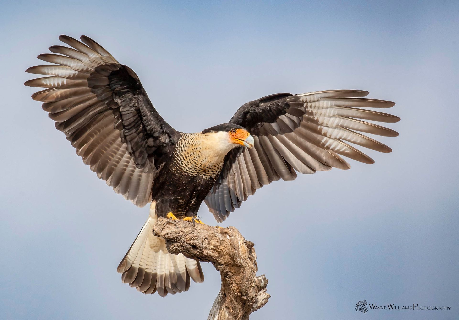 A bird with its wings spread is perched on a tree branch.