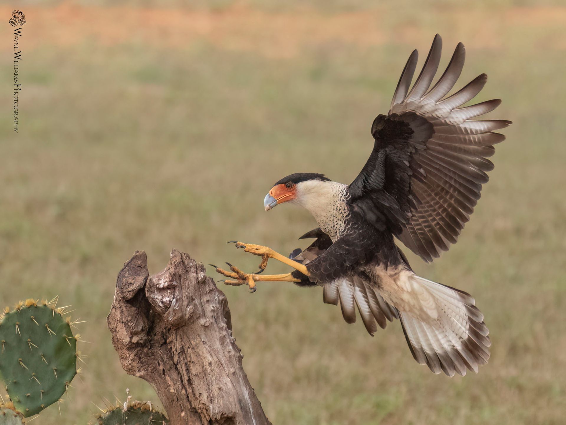 A bird is flying over a tree stump with its wings outstretched