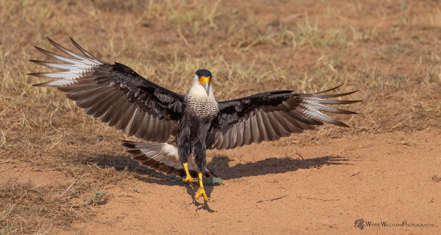 A bird with its wings spread is standing on the ground.