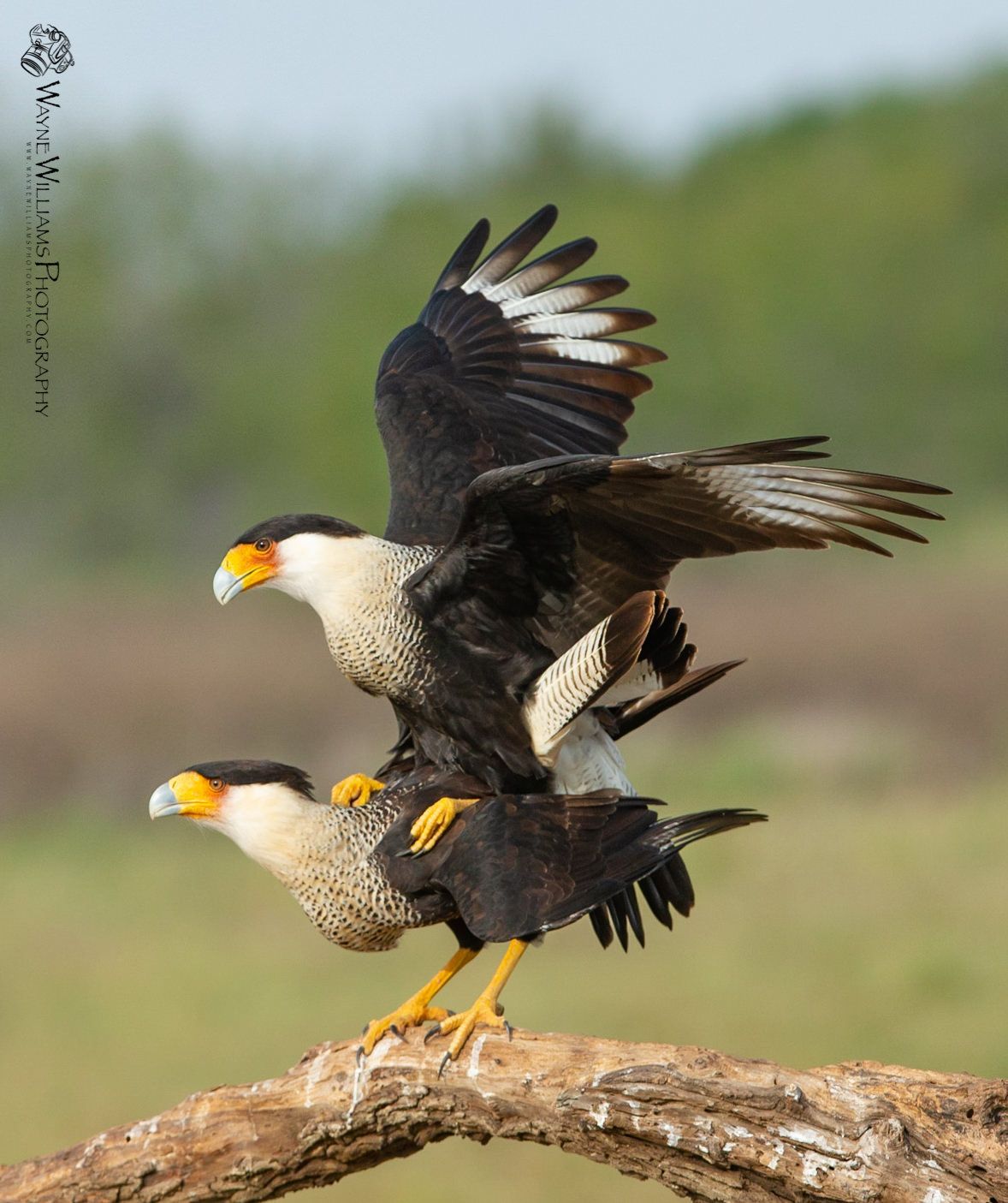 Two birds are standing on a branch with their wings outstretched