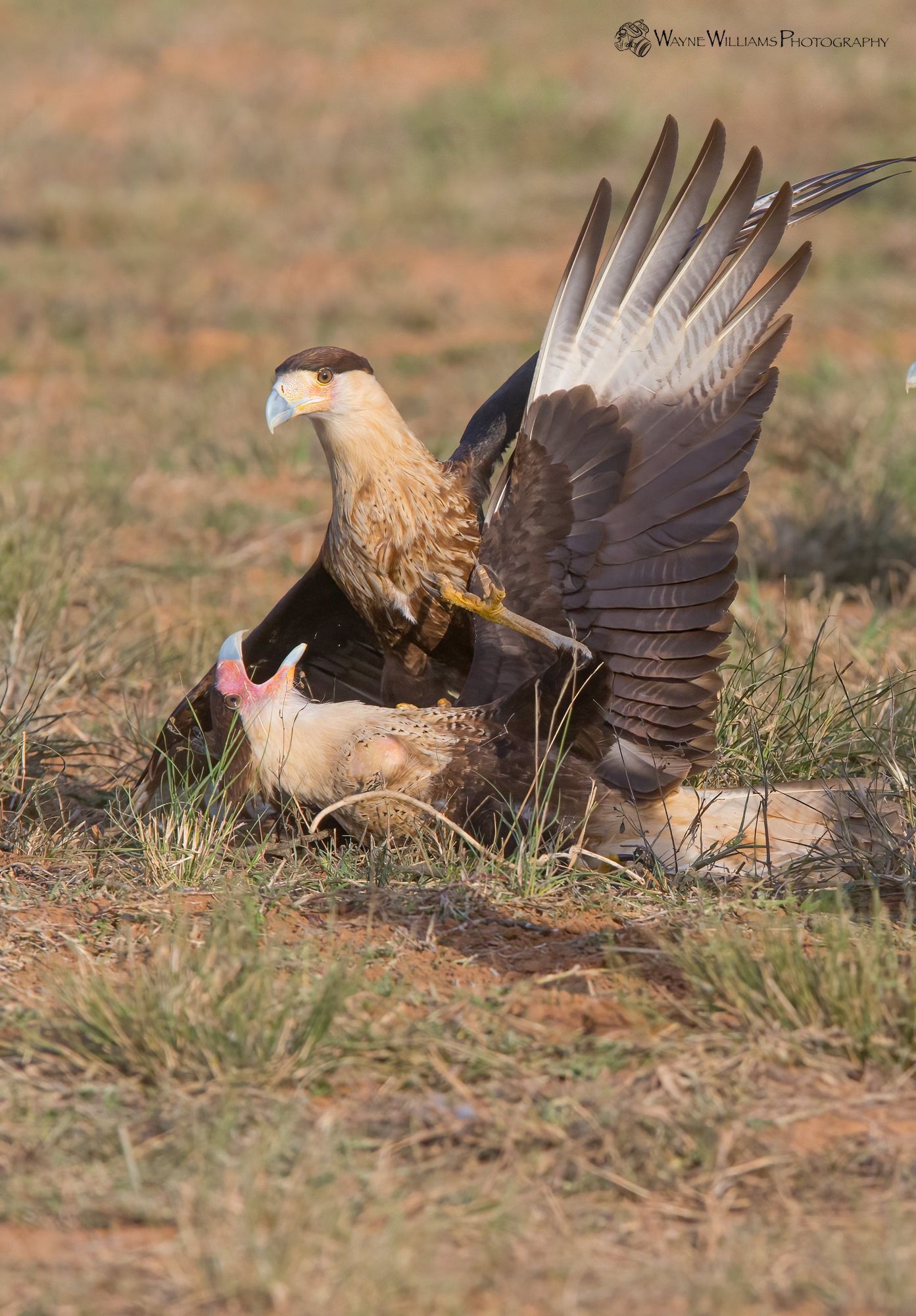 Two birds are fighting in the grass in a field.