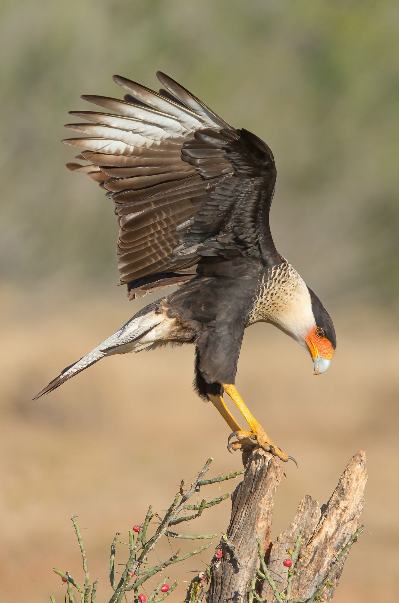 A bird is perched on a tree branch with its wings spread.
