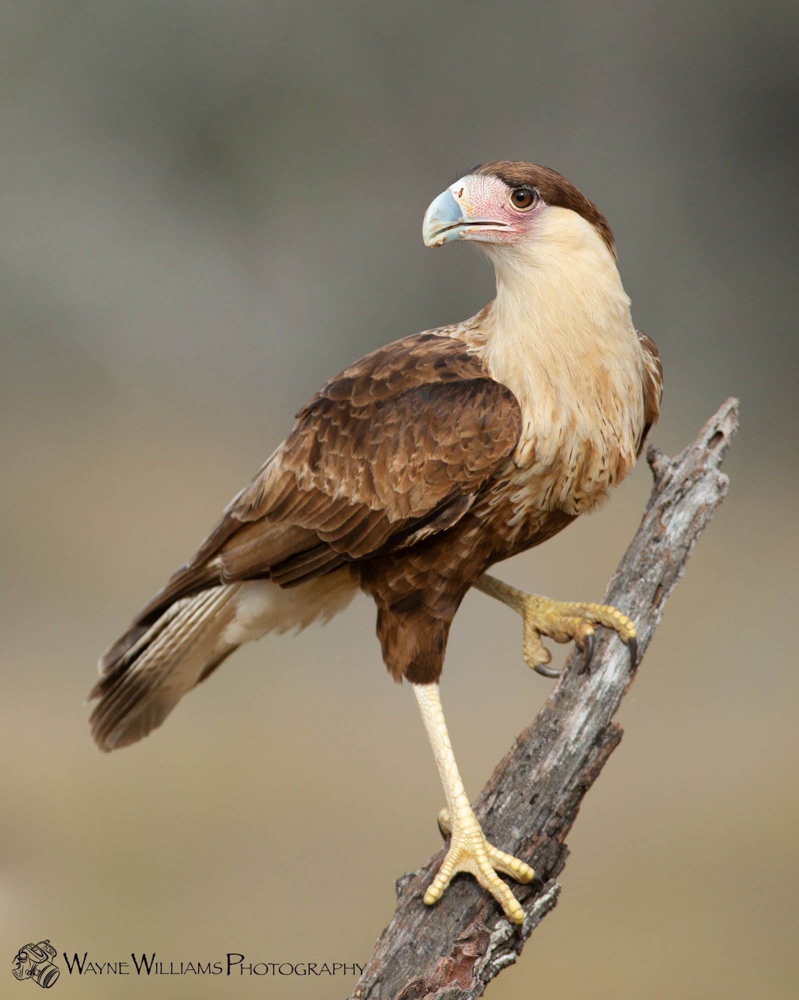 A brown and white bird perched on a tree branch