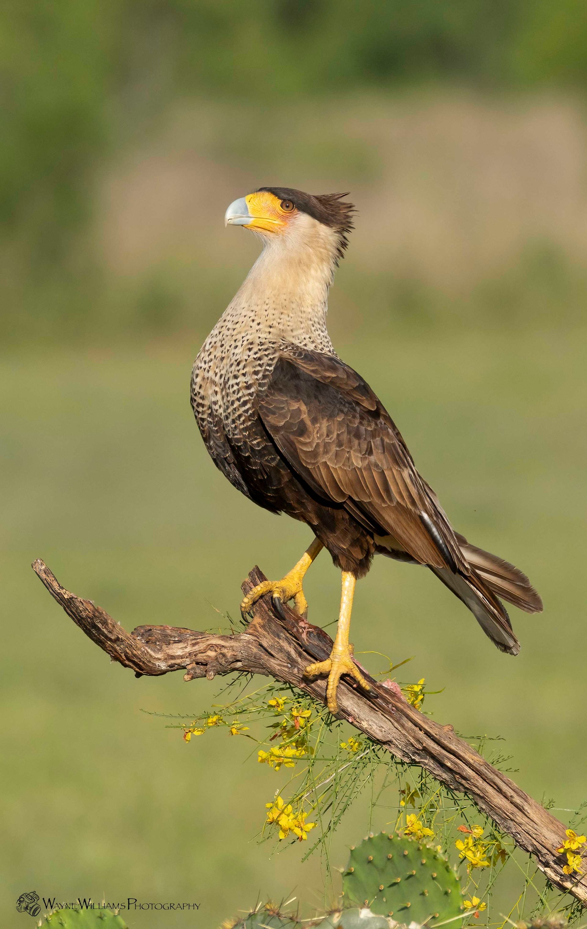 A bird with a yellow beak is perched on a tree branch.