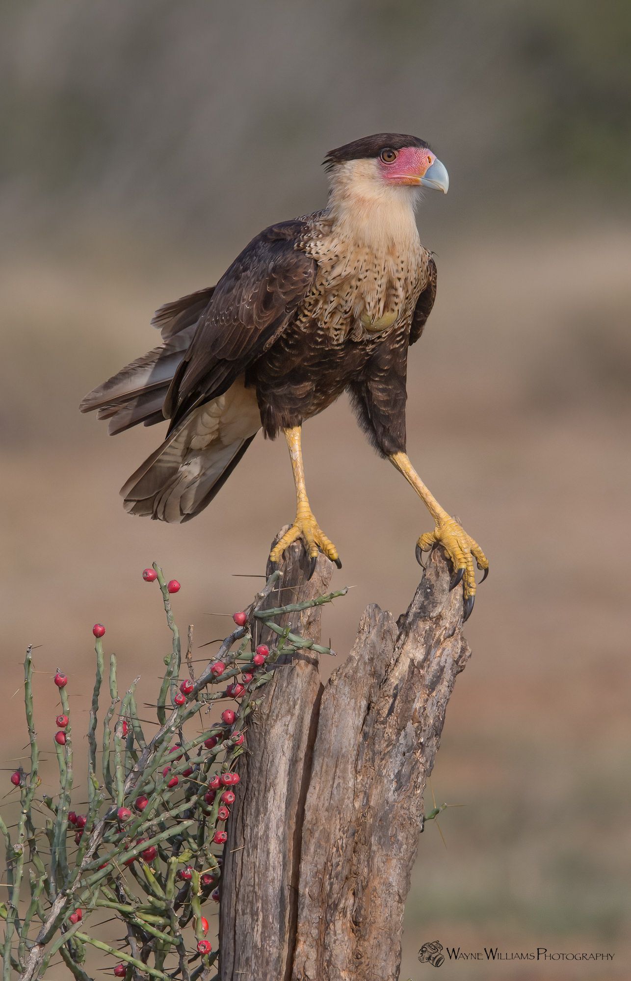 A bird perched on top of a tree stump.