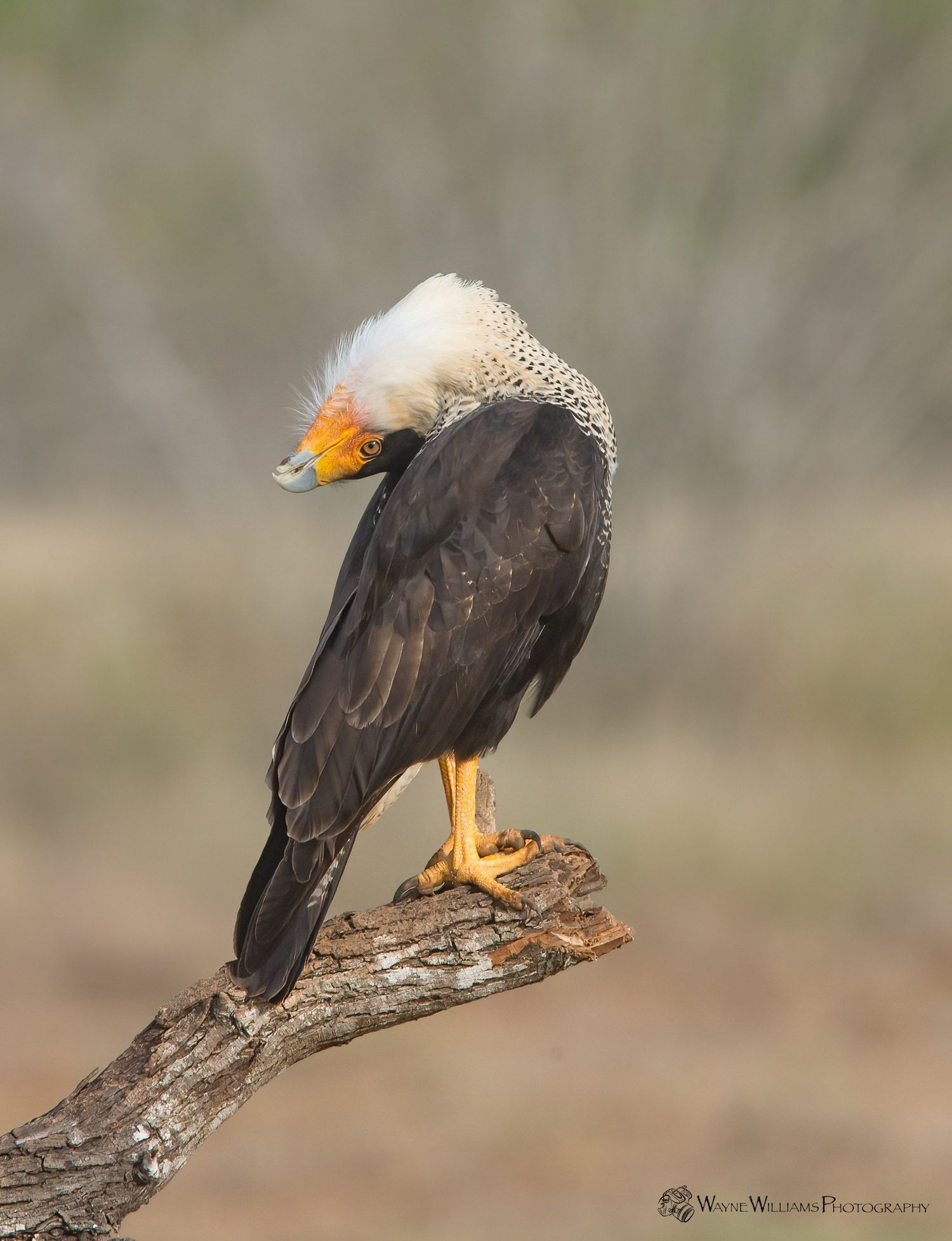 A bird with a white head is perched on a tree branch.