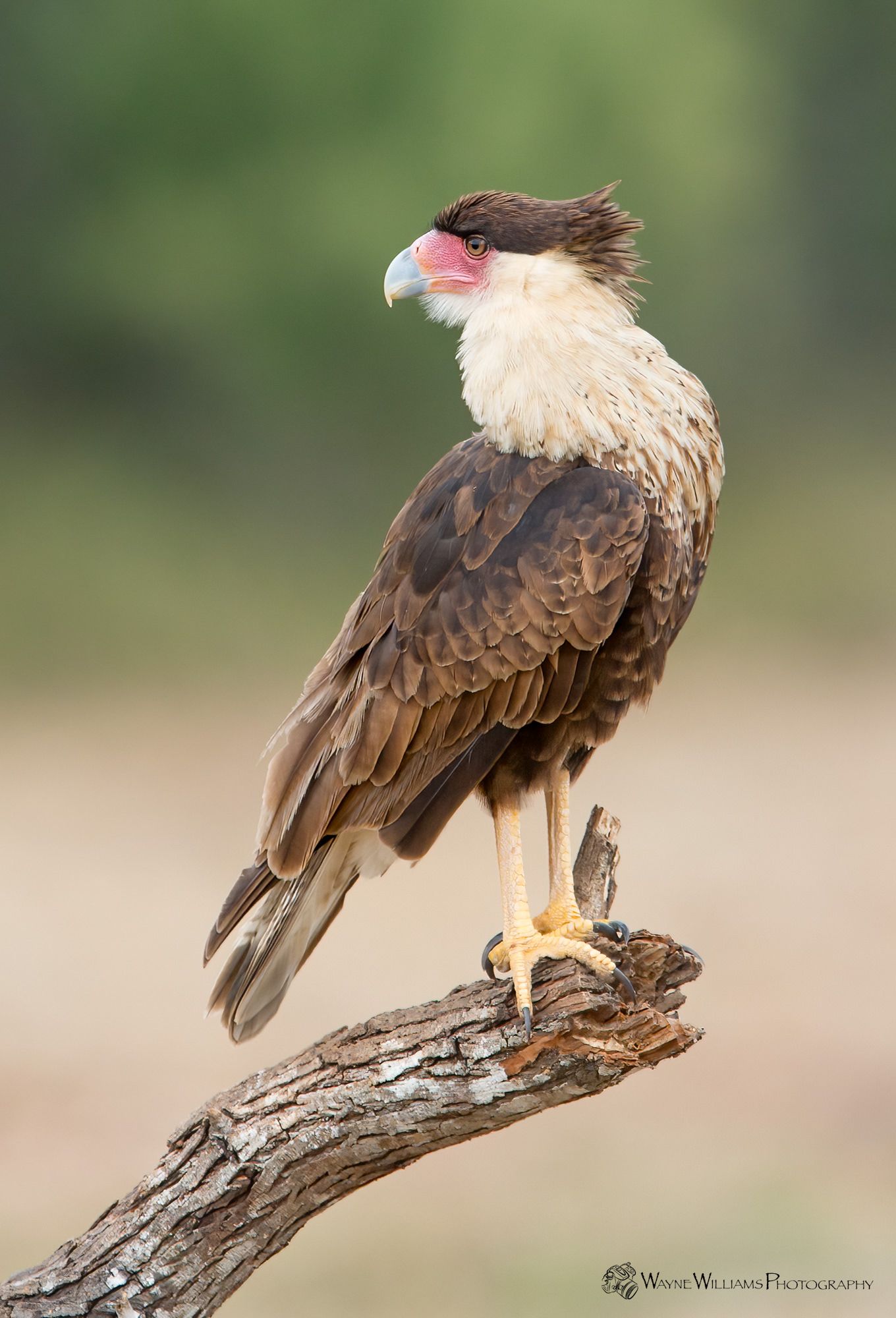 A bird is perched on a tree branch.