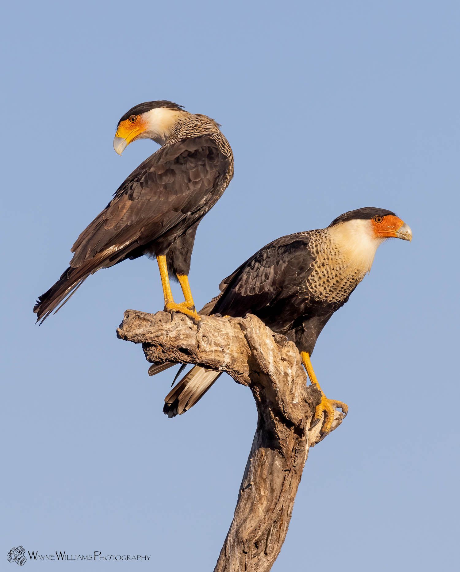 Two birds perched on a tree branch with a blue sky in the background