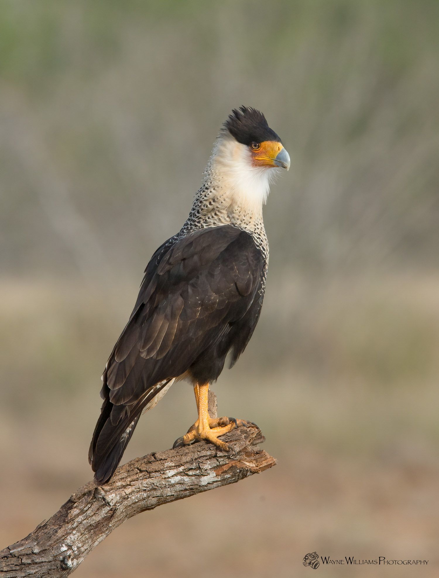 A bird with a yellow beak is perched on a tree branch.
