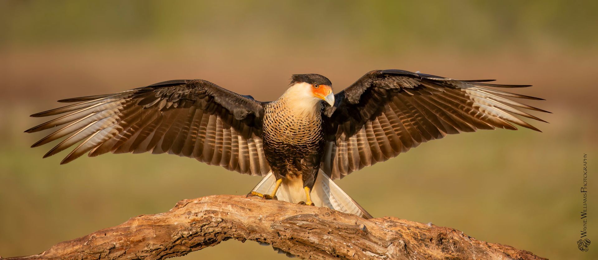 A bird is perched on a branch with its wings spread.