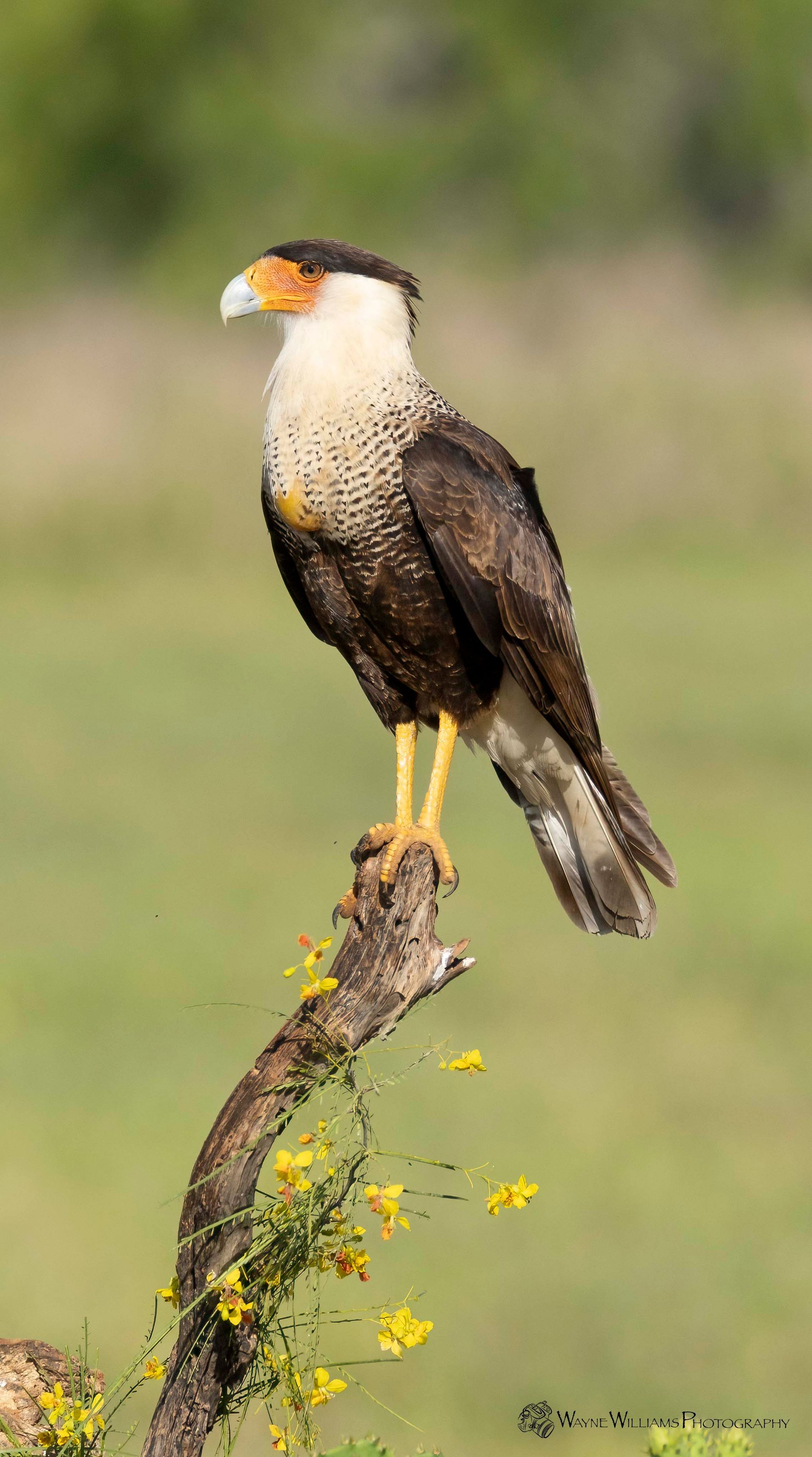 A bird perched on a tree branch with yellow flowers.