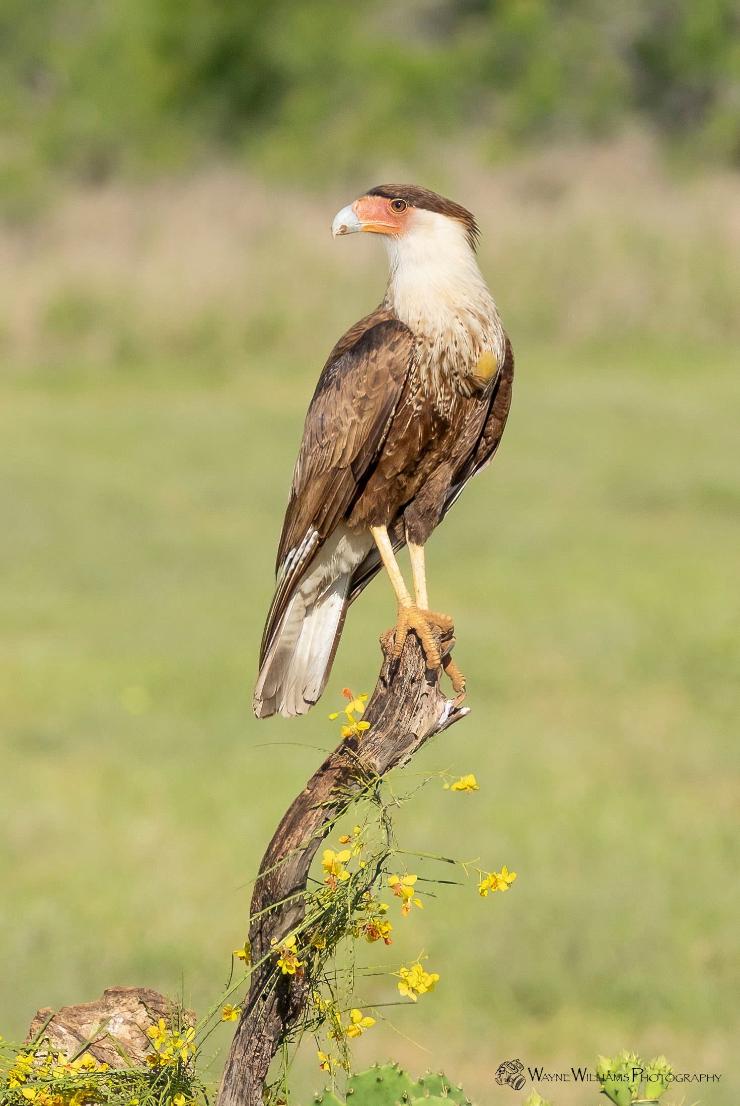 A bird is perched on a tree branch in a field.