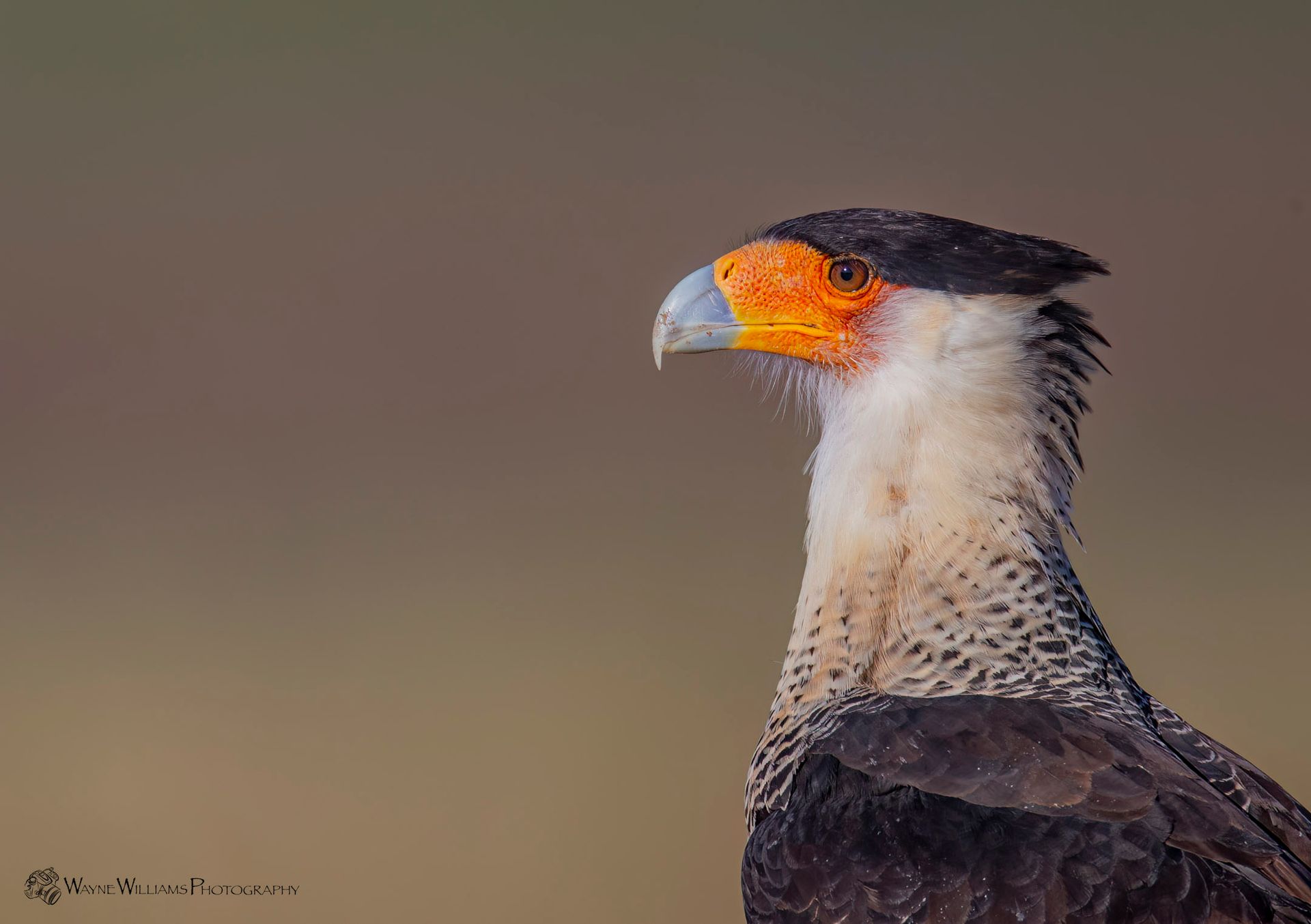 A close up of a bird 's head with a yellow beak.