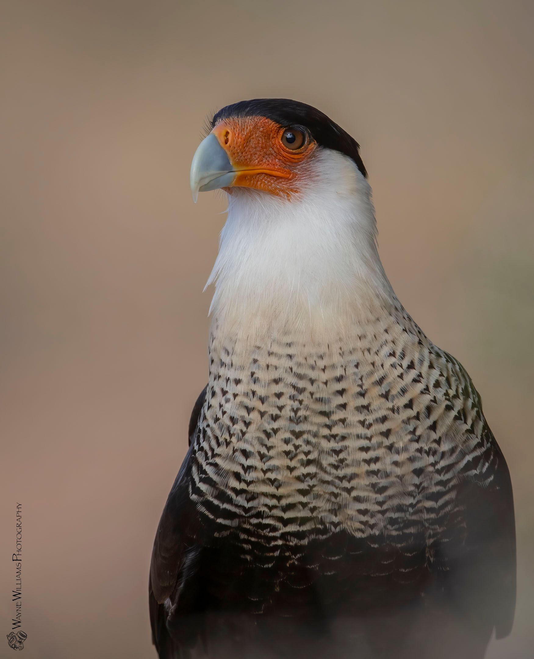 A close up of a bird with a yellow beak