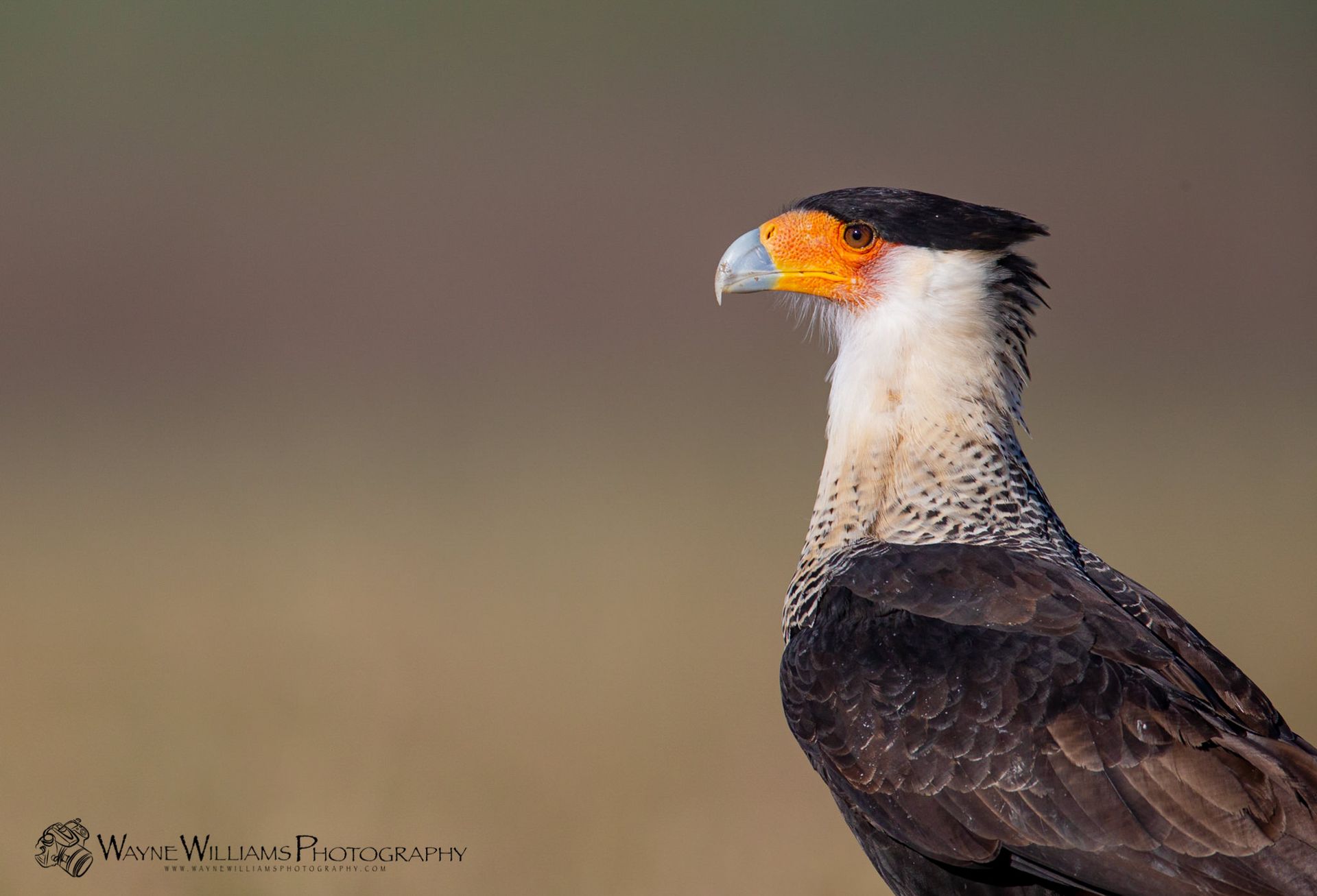 A close up of a bird with a yellow beak.