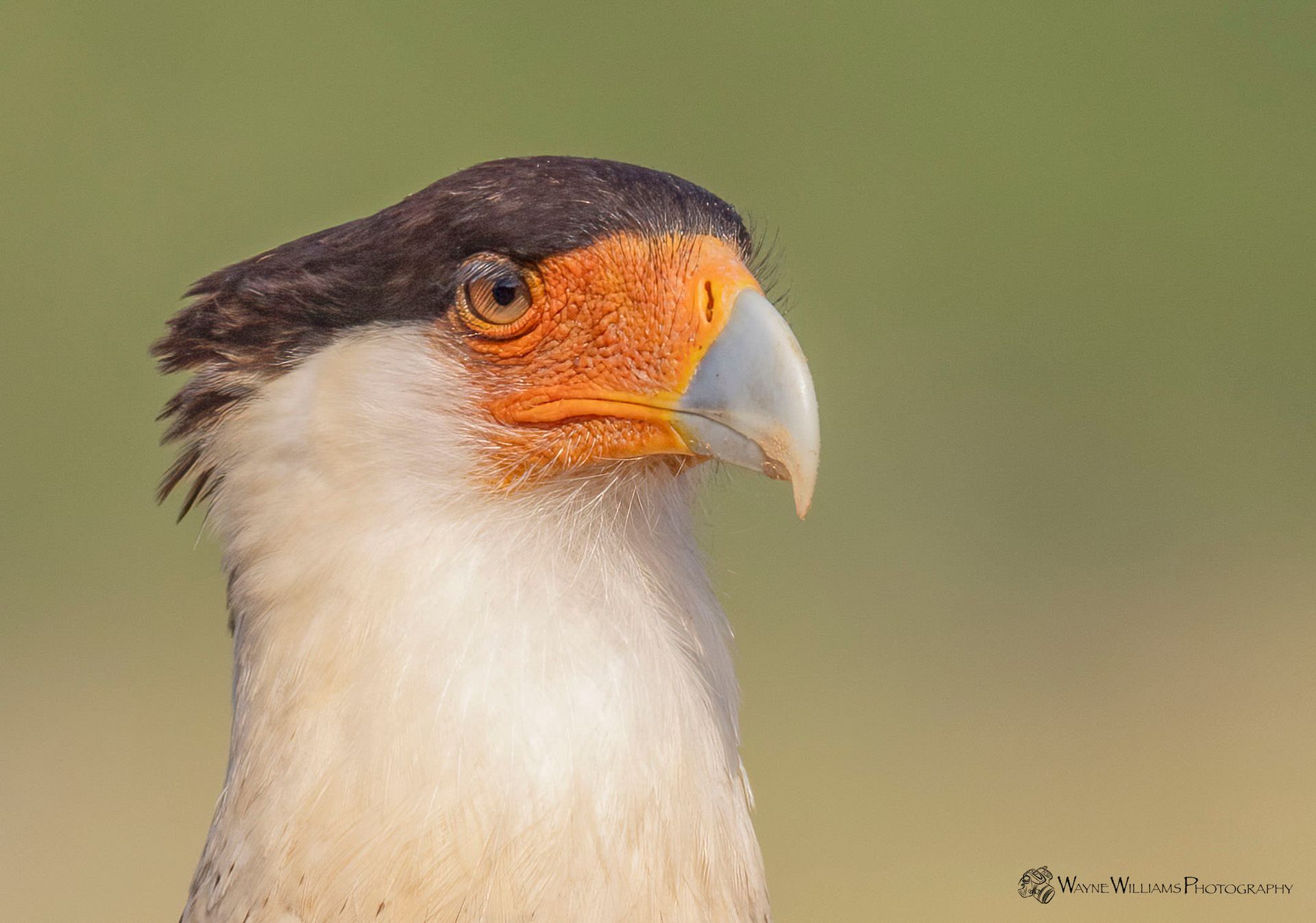 A close up of a bird 's head with a long beak.