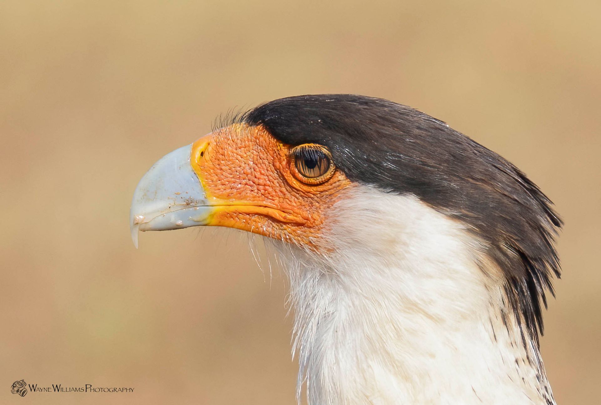 A close up of a bird 's head with a yellow beak