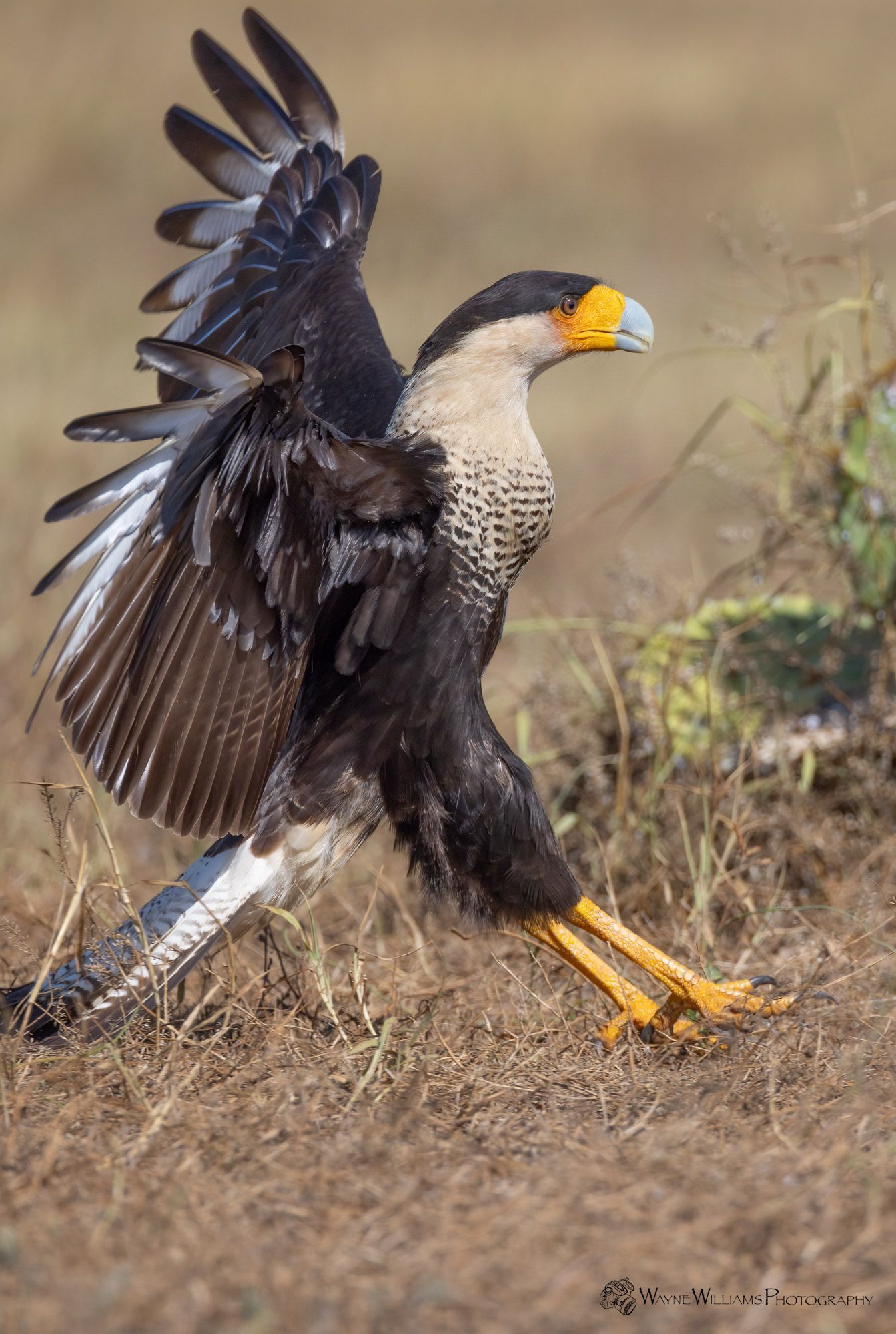 A bird with a yellow beak is standing in the grass with its wings spread.