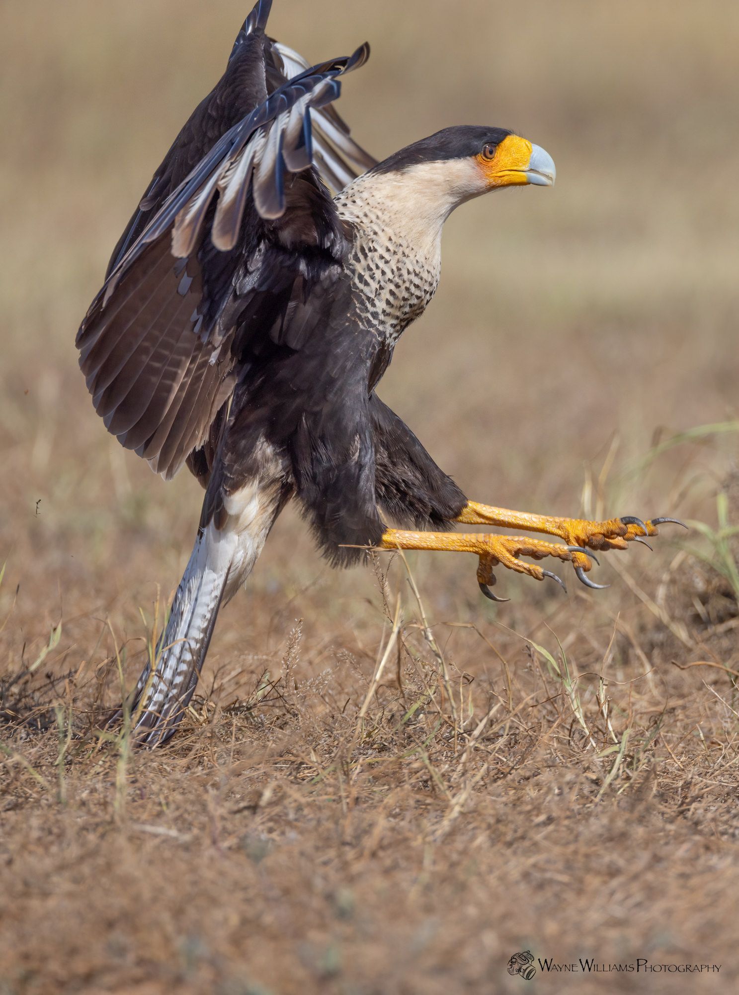 A bird with a yellow beak is standing on its hind legs in a field.