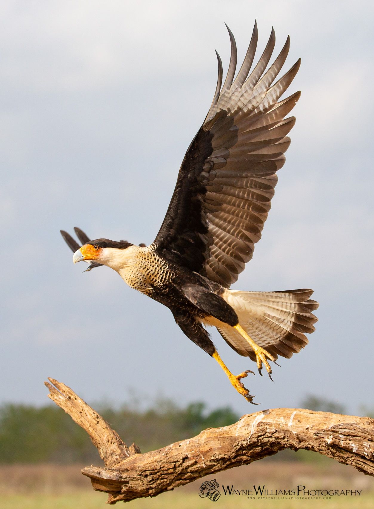 A bird with a yellow beak is flying over a tree branch.