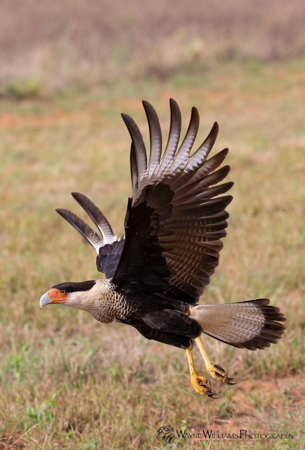 A black and white bird is flying over a grassy field.