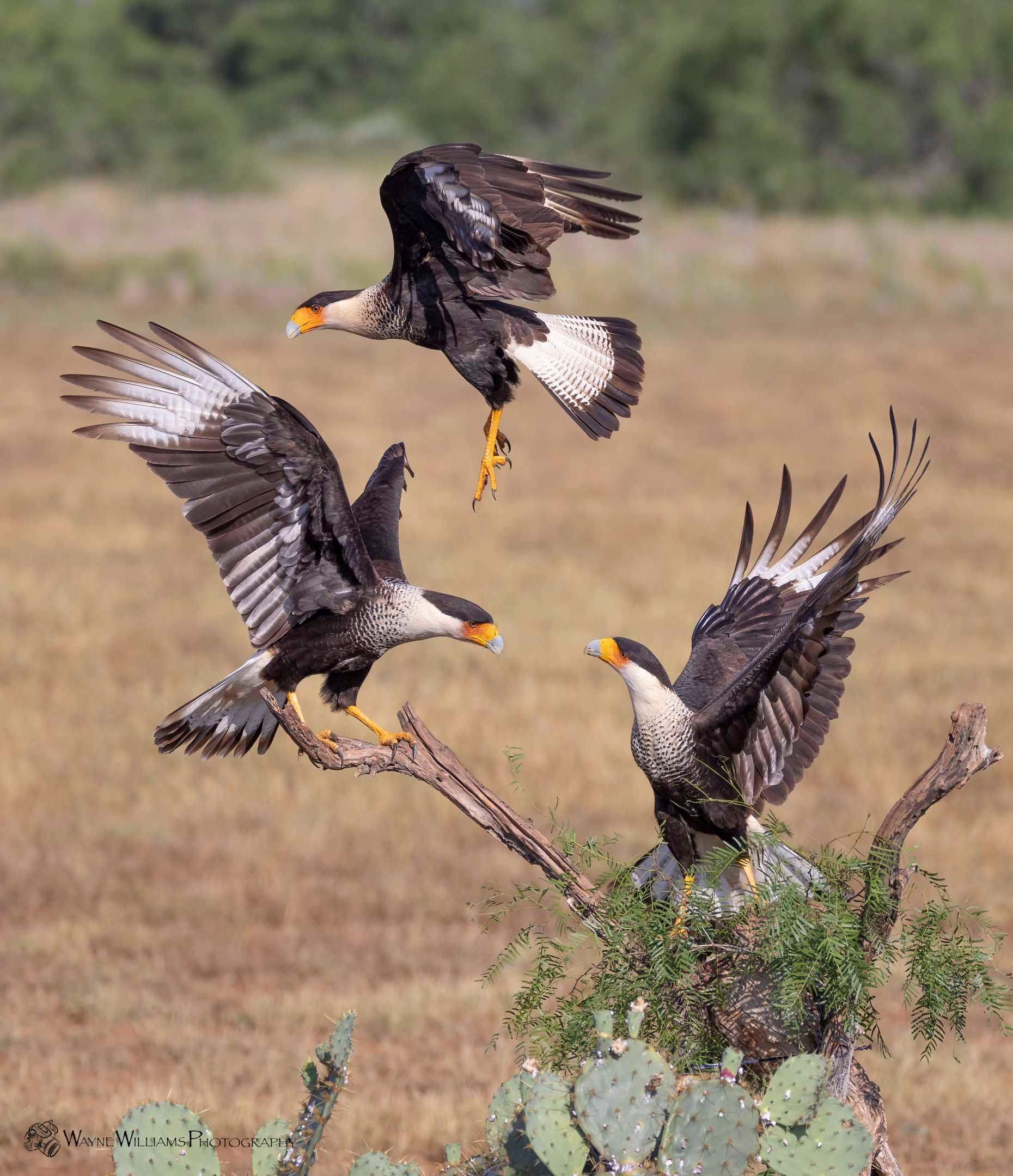 Three birds are flying over a cactus in a field