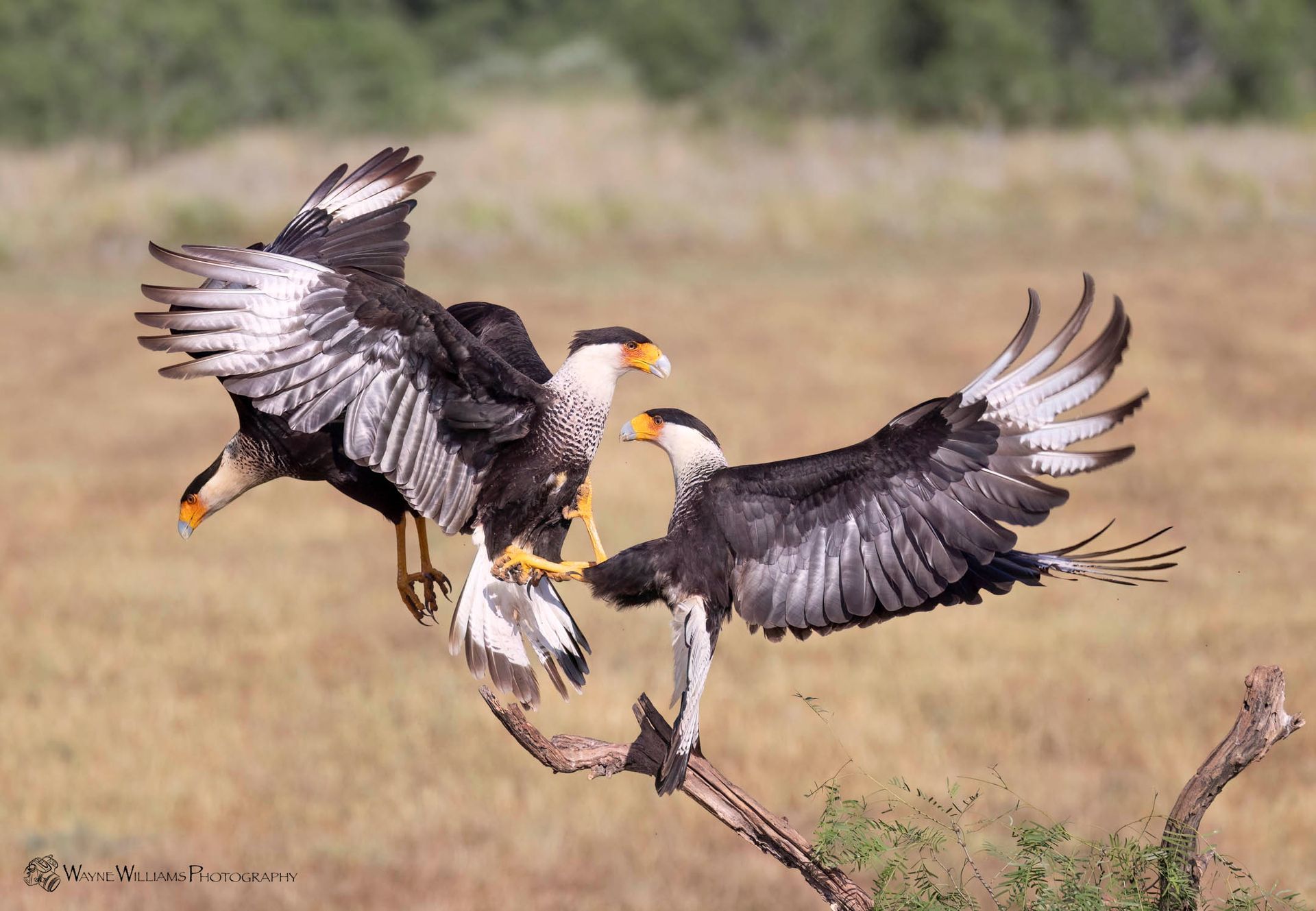 Two birds are fighting over a branch in a field.