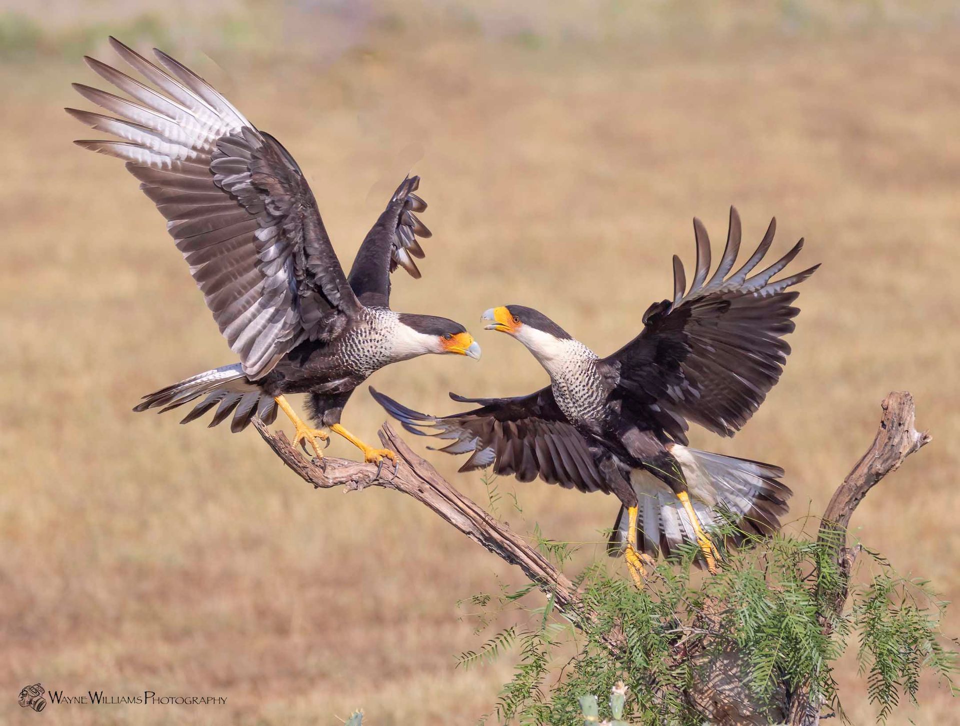 Two birds are fighting over a branch in the air.