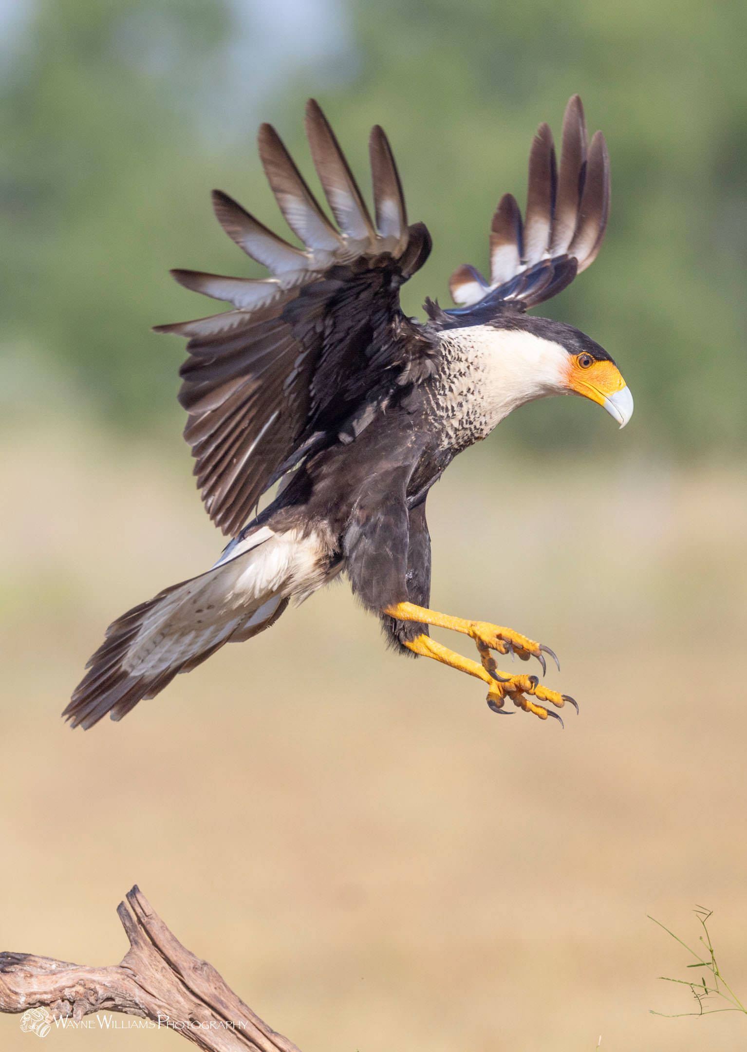 A bird is flying in the air with its wings outstretched