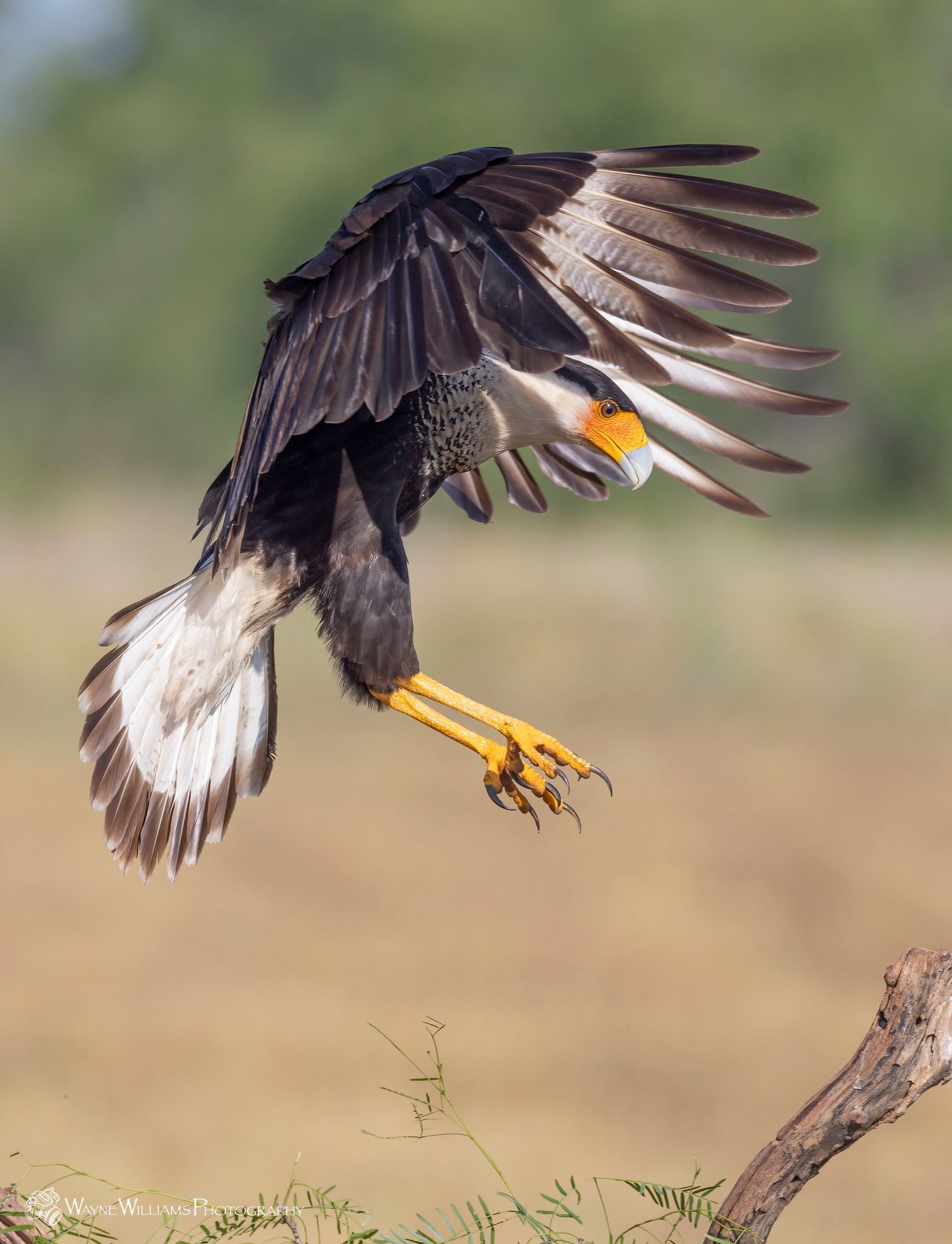 A bird is flying over a tree branch with its wings spread.