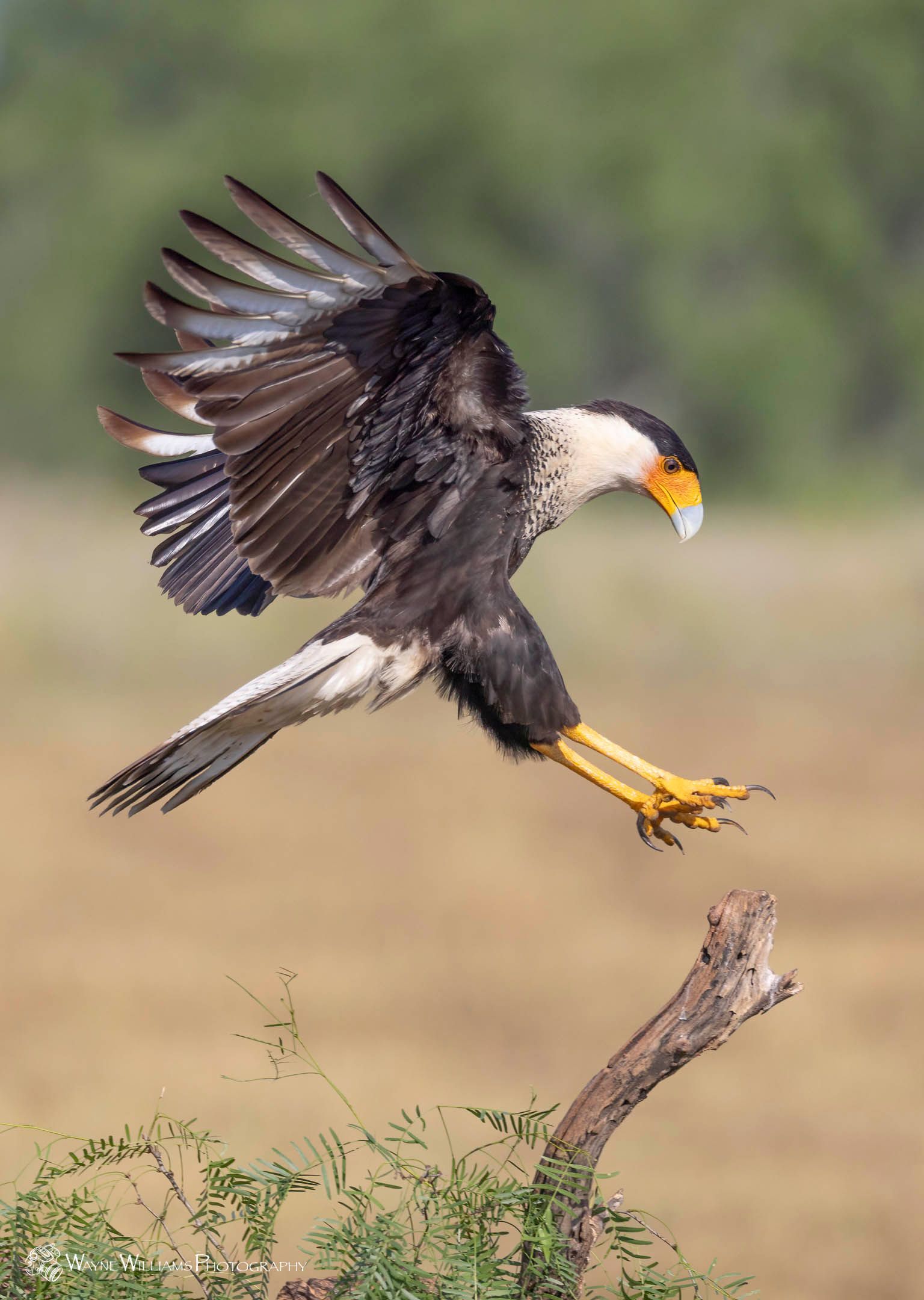 A bird is flying over a tree branch.