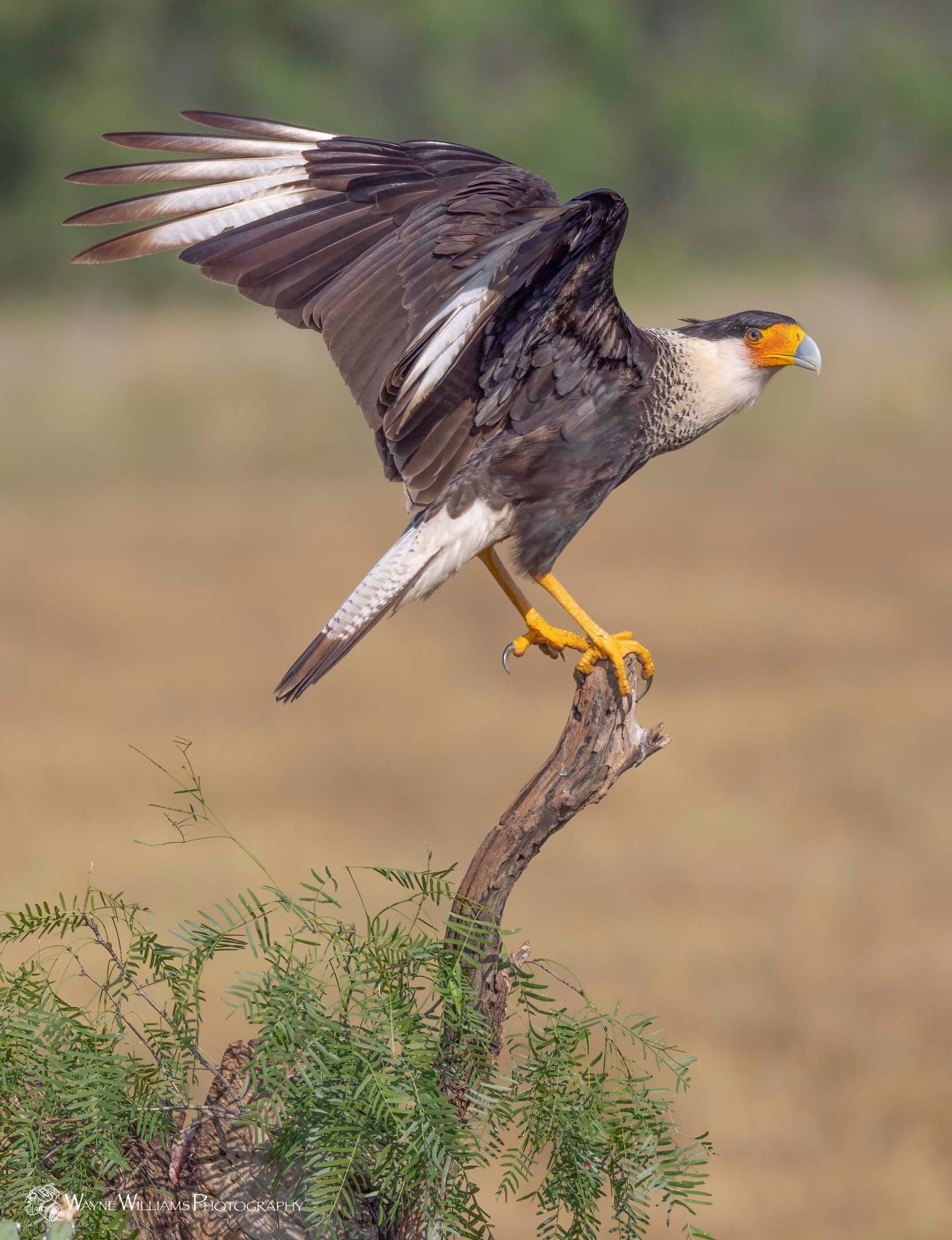 A bird is perched on a tree branch with its wings spread.