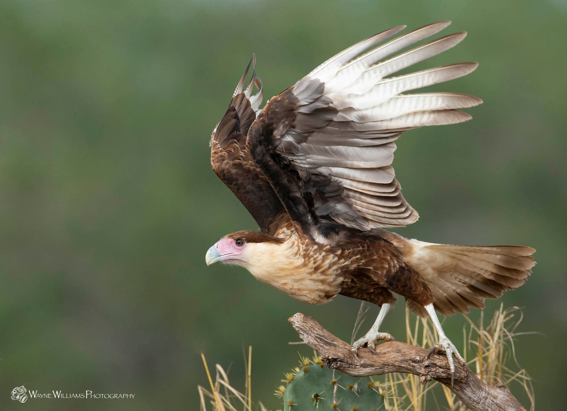 A bird is perched on a branch with its wings outstretched.