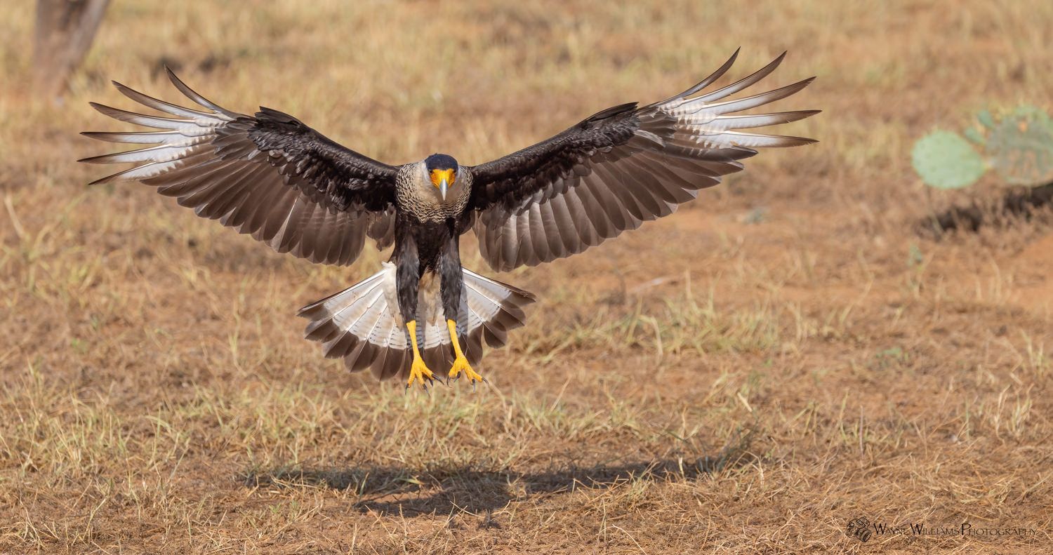 A bird is flying over a dry grass field.
