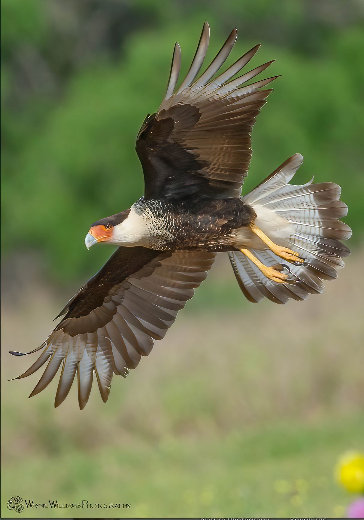 A bird is flying in the air with its wings spread.