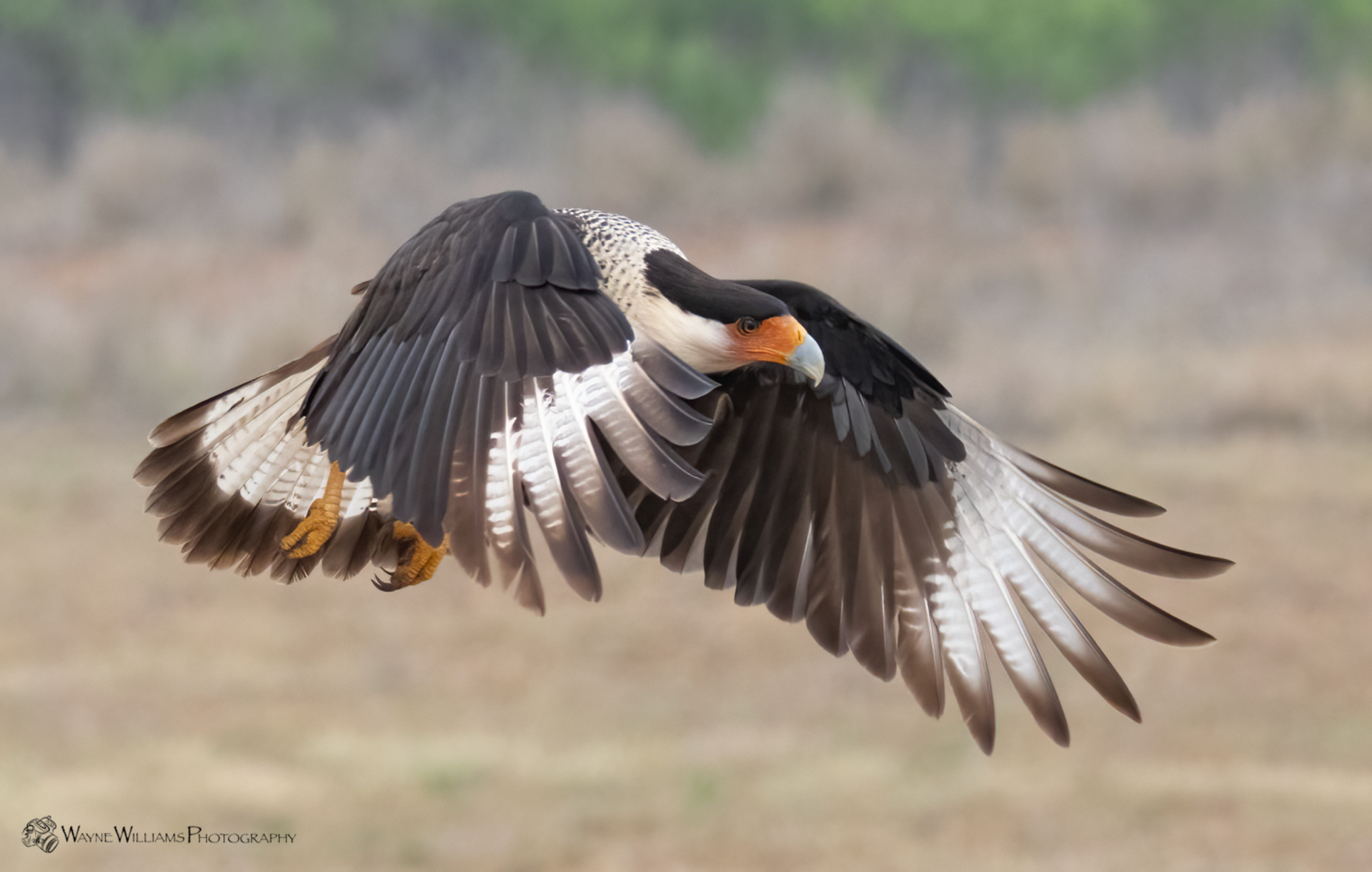A bird with a long beak is flying over a field.