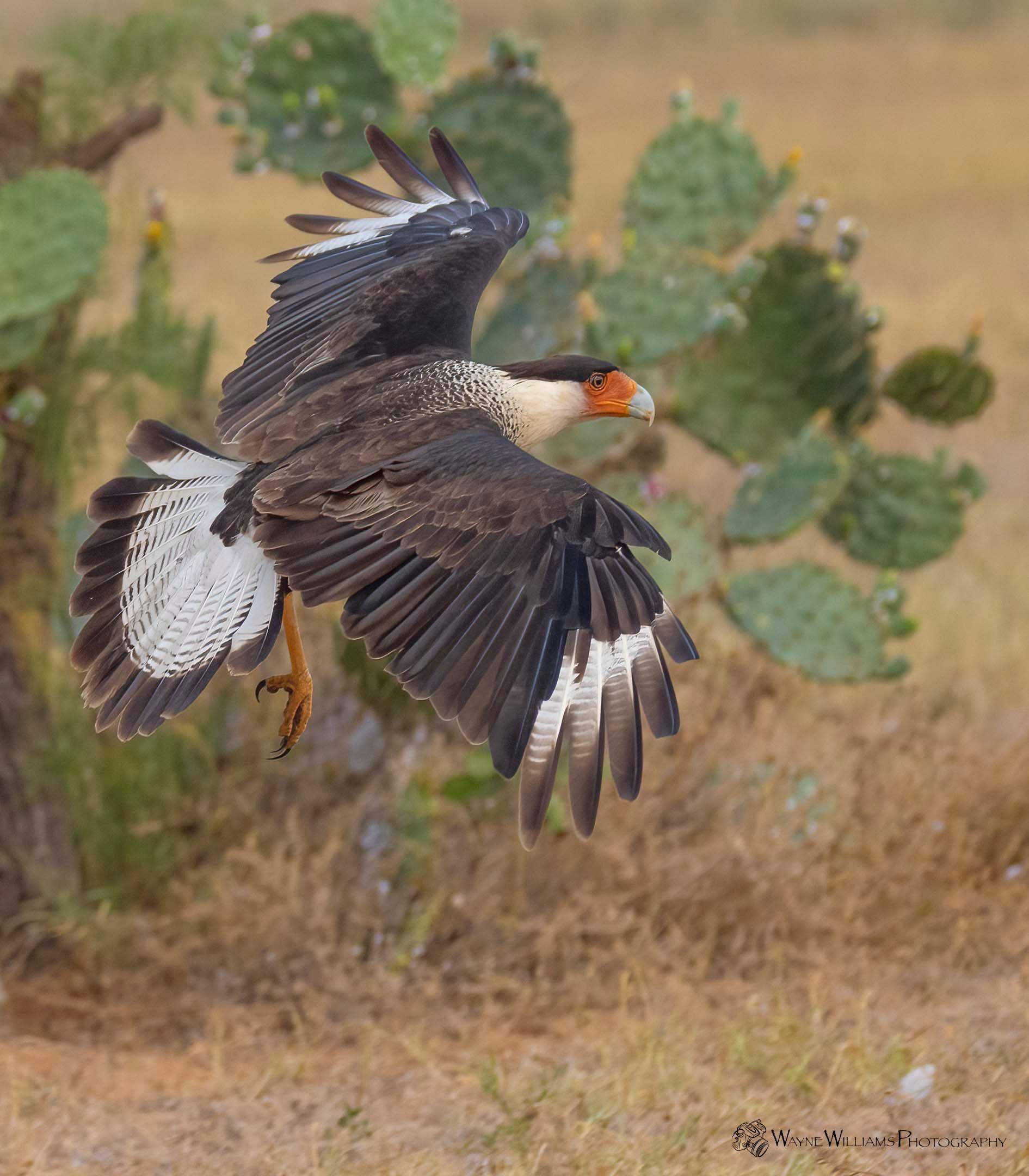 A bird is flying in the air near a cactus.