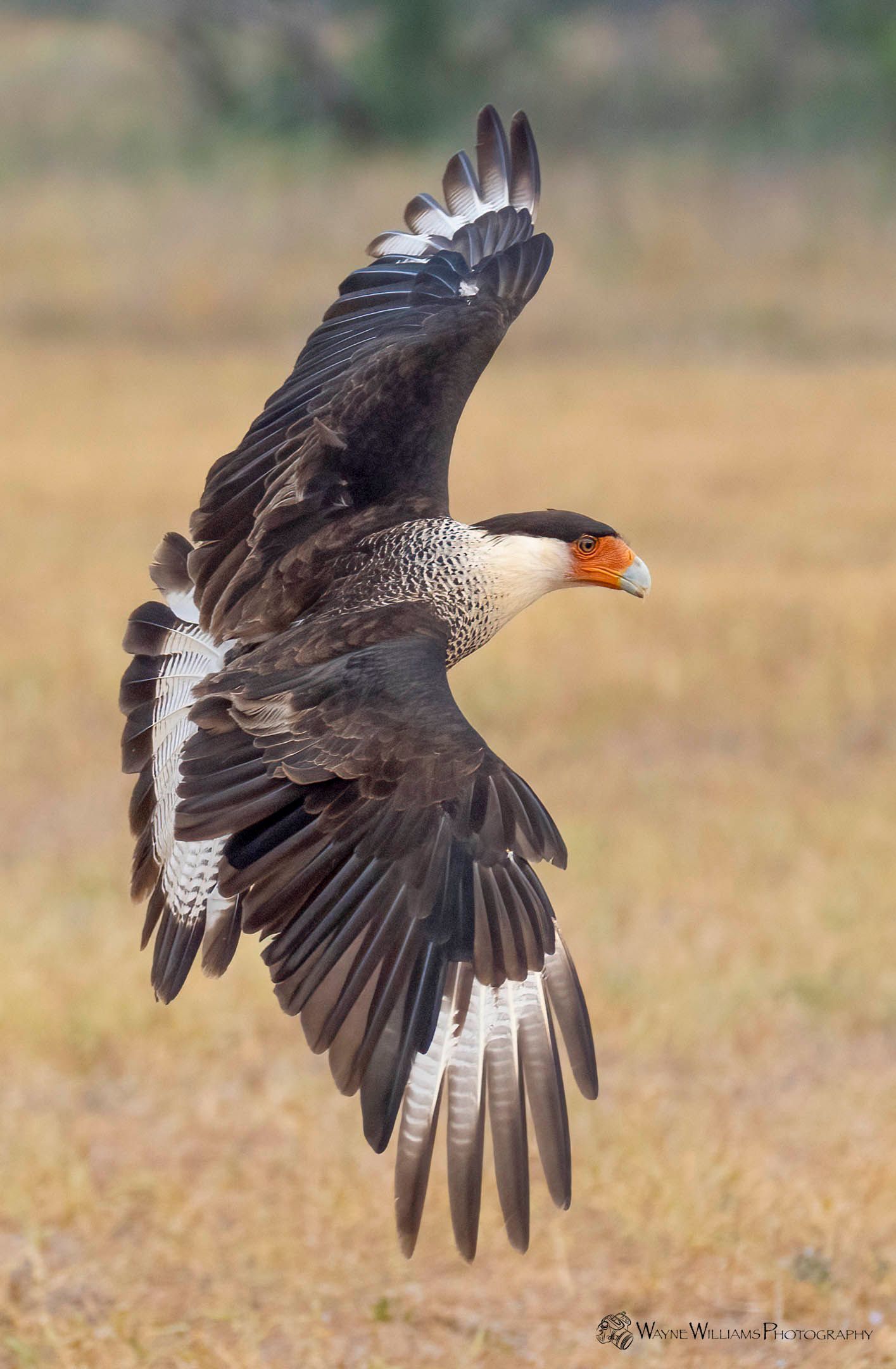 A bird is flying over a field with its wings spread.