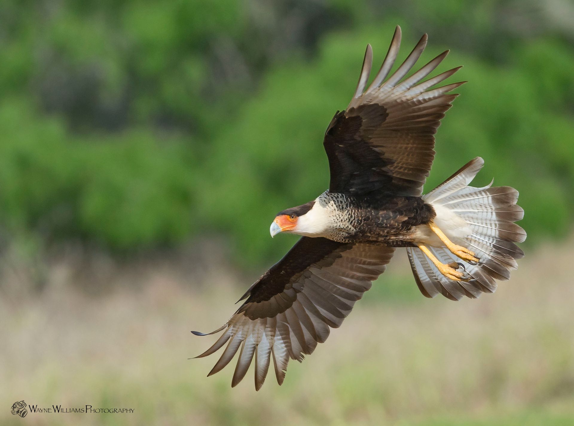 A bird is flying over a field with its wings spread.
