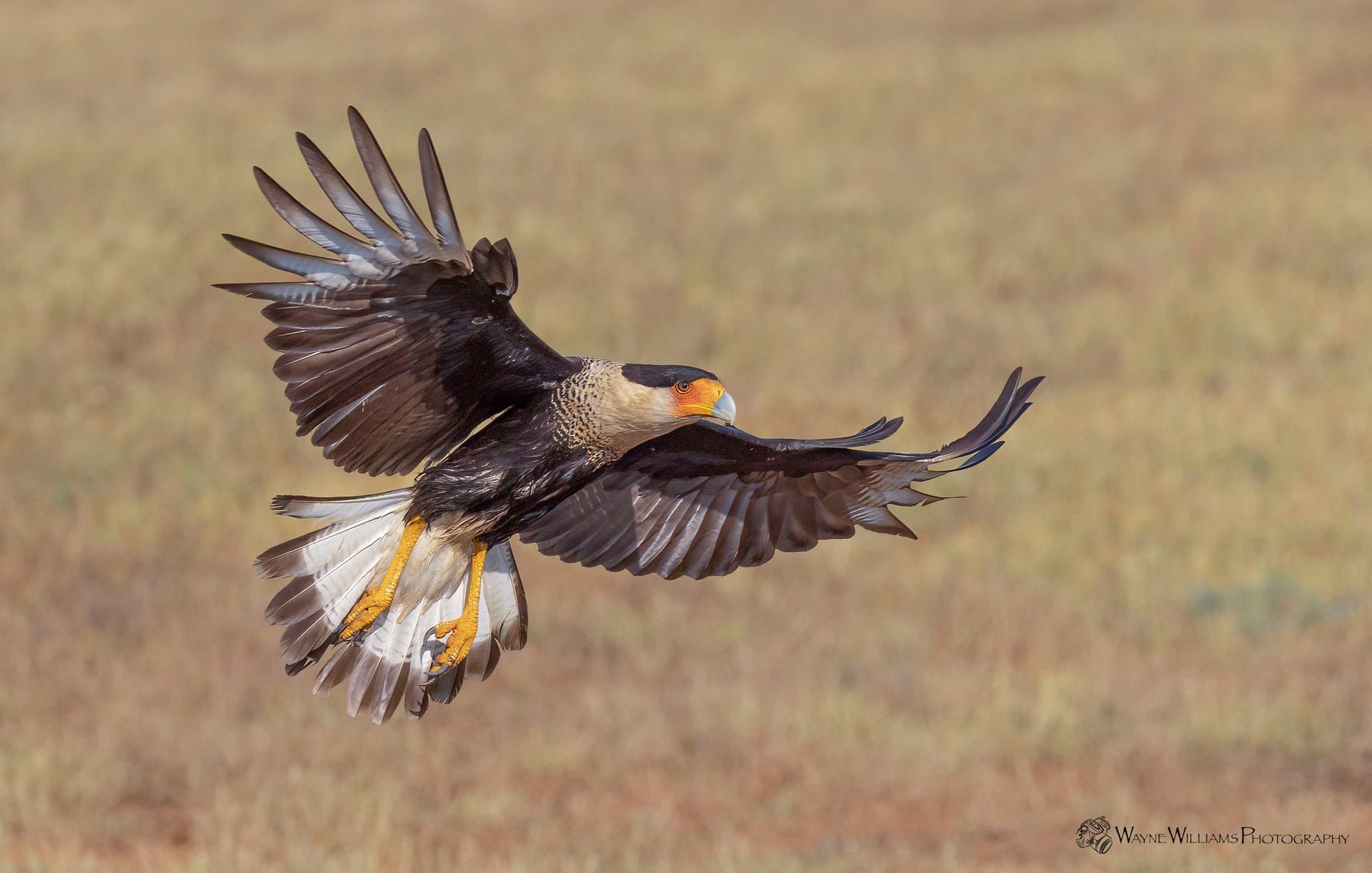 A bird is flying over a field with its wings spread.